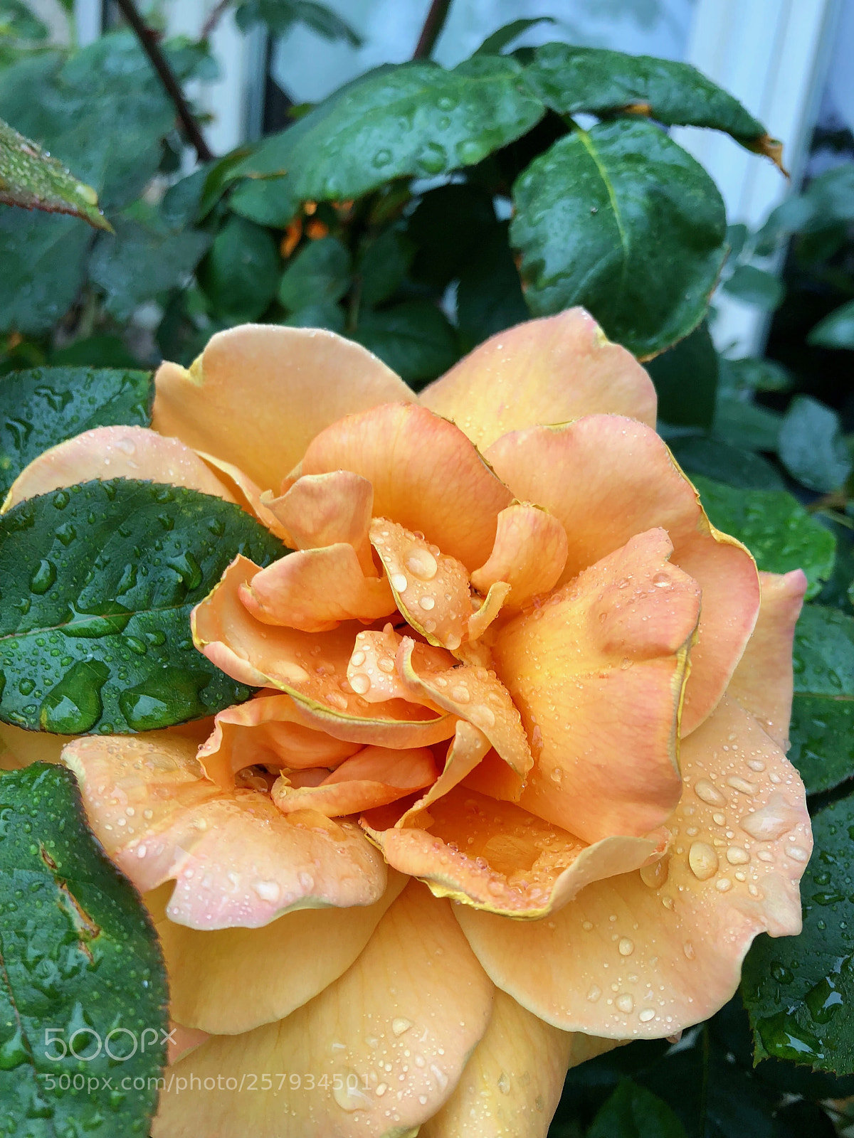 Apple iPhone 8 sample photo. Untitled photography