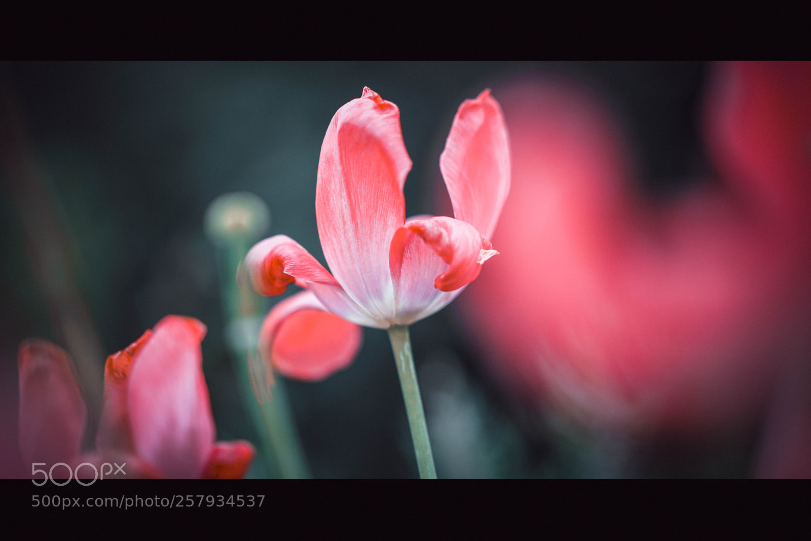 Sony a7R II sample photo. :) photography