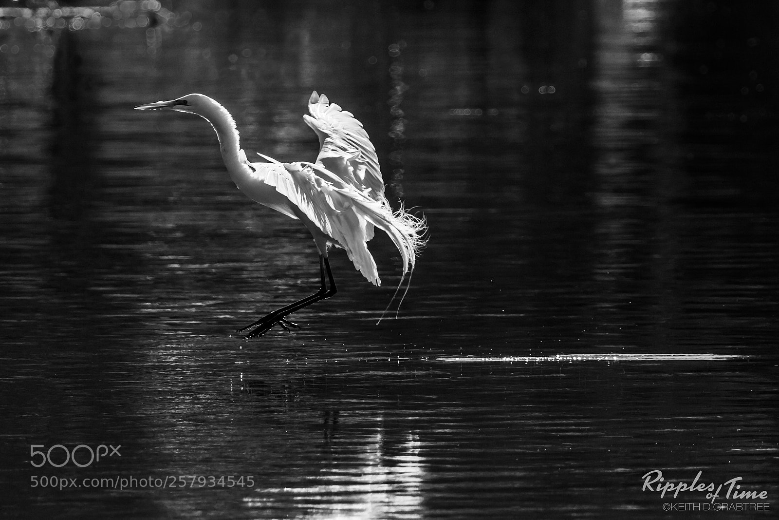 Canon EOS 7D Mark II sample photo. Great egret photography