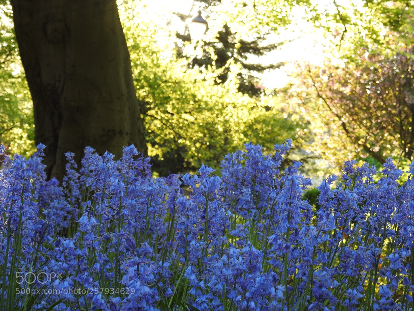 Nikon Coolpix P900 sample photo. Bluebell  photography