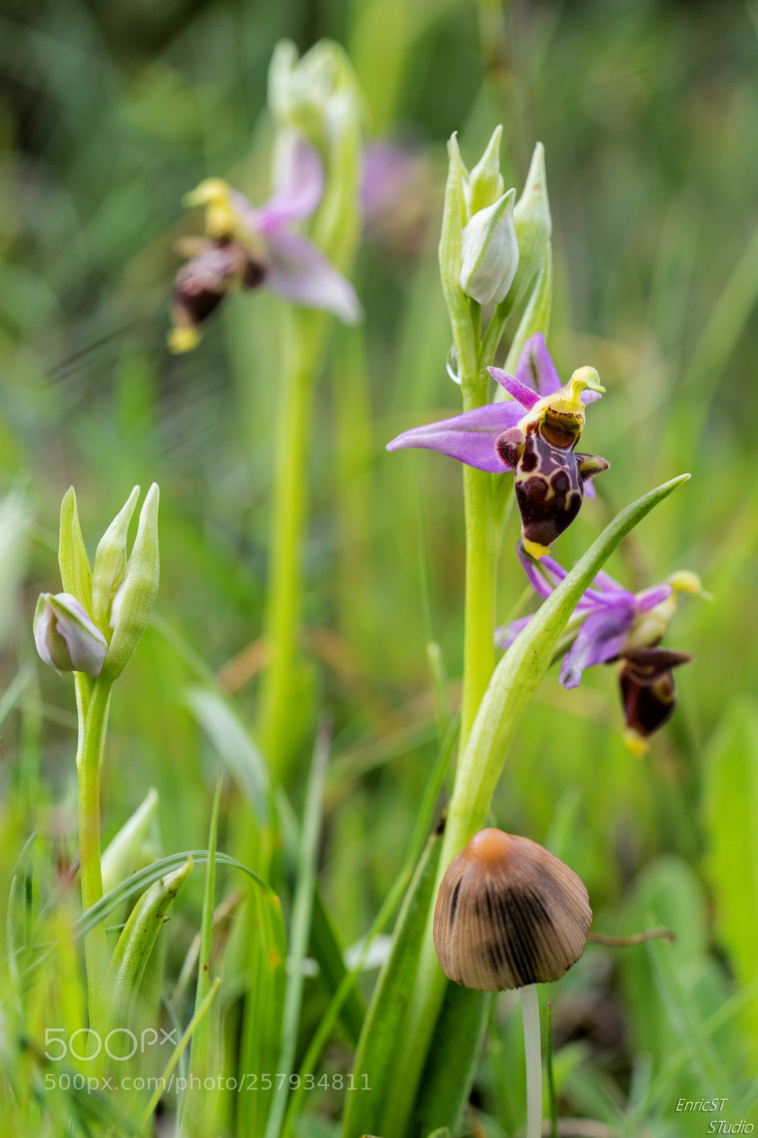 Sony a7 II sample photo. Ophrys scolopax photography