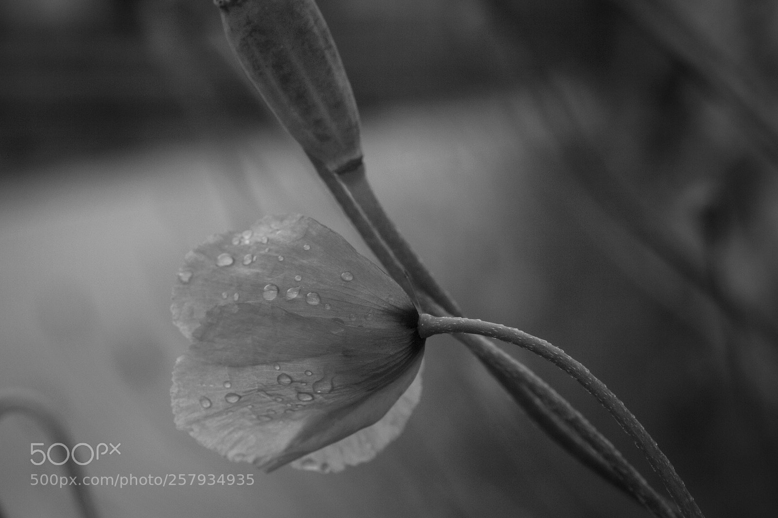Canon EOS 7D sample photo. Untitled photography