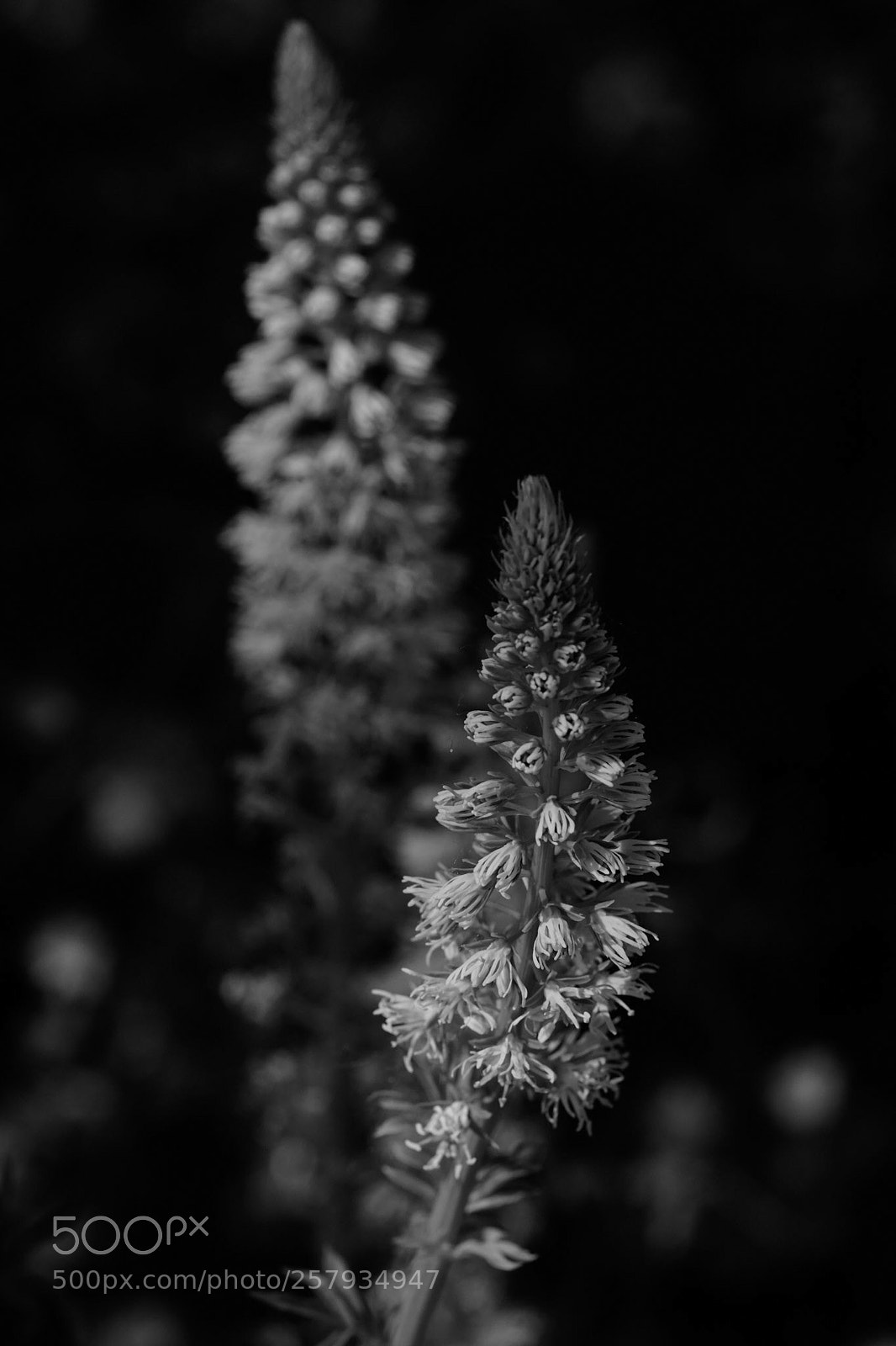 Sony a7 sample photo. Untitled photography