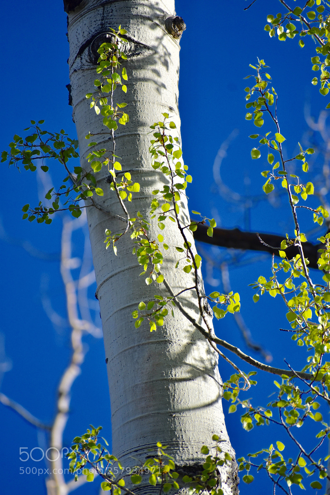 Nikon D3400 sample photo. Aspen photography