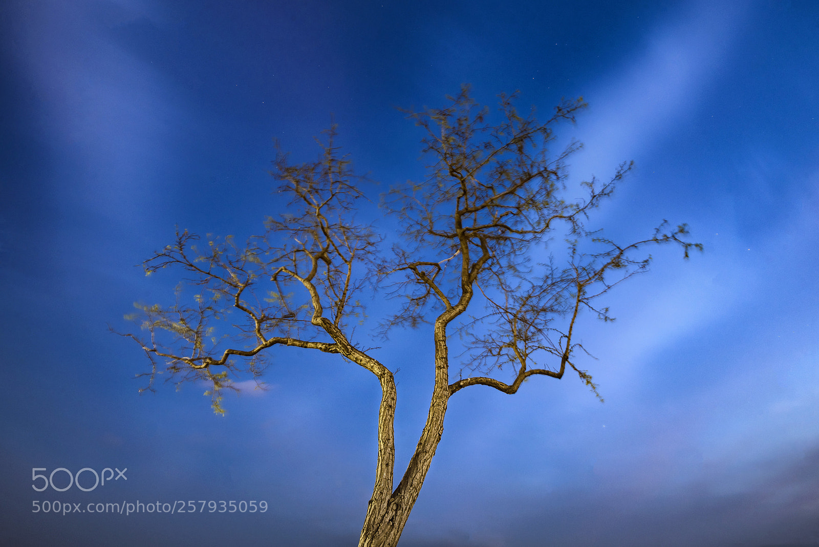 Nikon D750 sample photo. Tree photography
