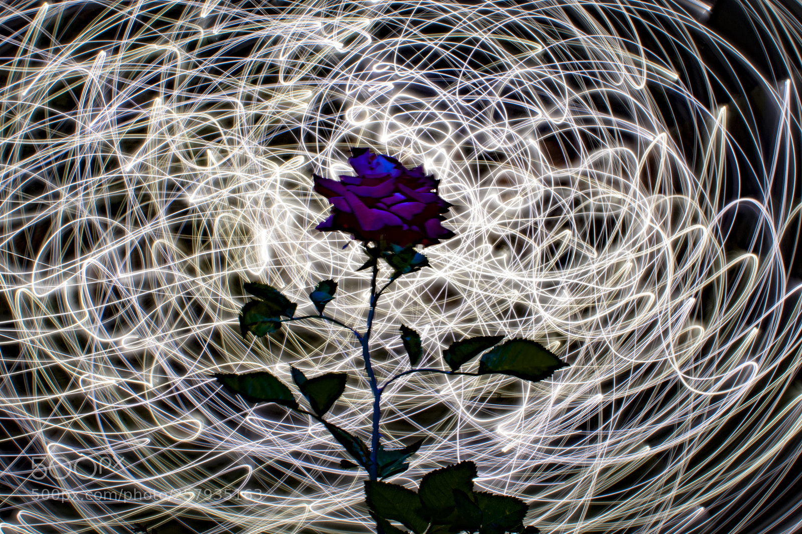 Nikon D7100 sample photo. Elettric rose photography