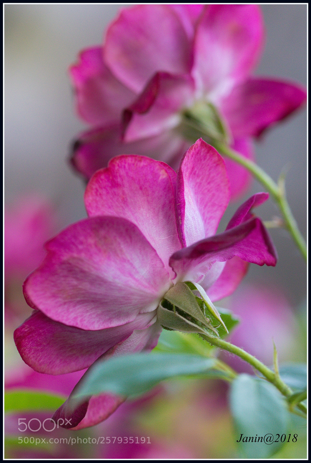 Canon EOS 77D (EOS 9000D / EOS 770D) sample photo. Back roses photography