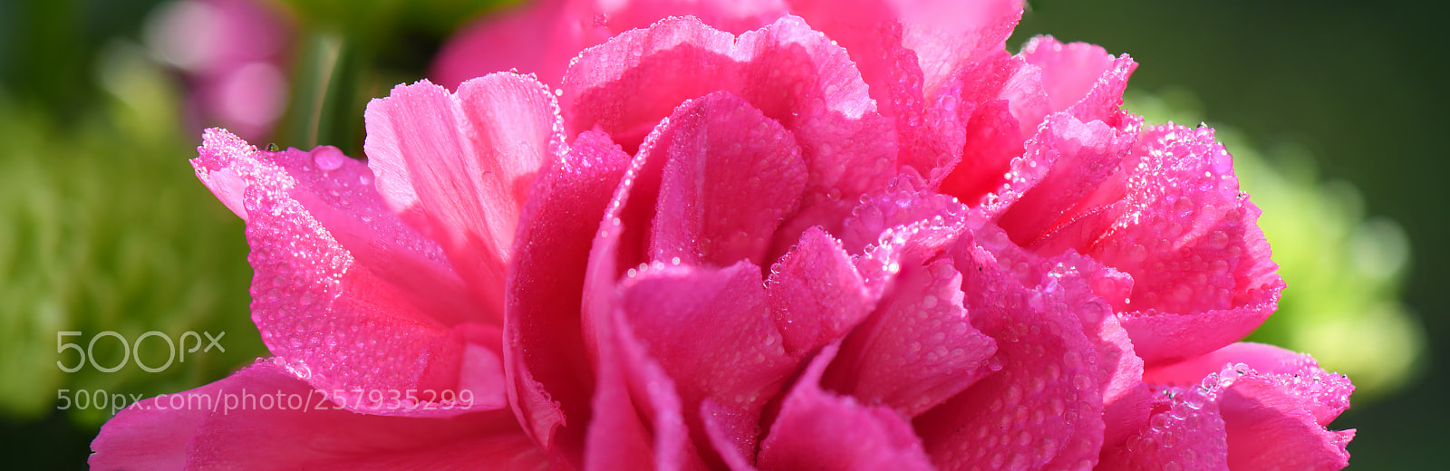 Nikon D850 sample photo. Stack focus test sliced photography