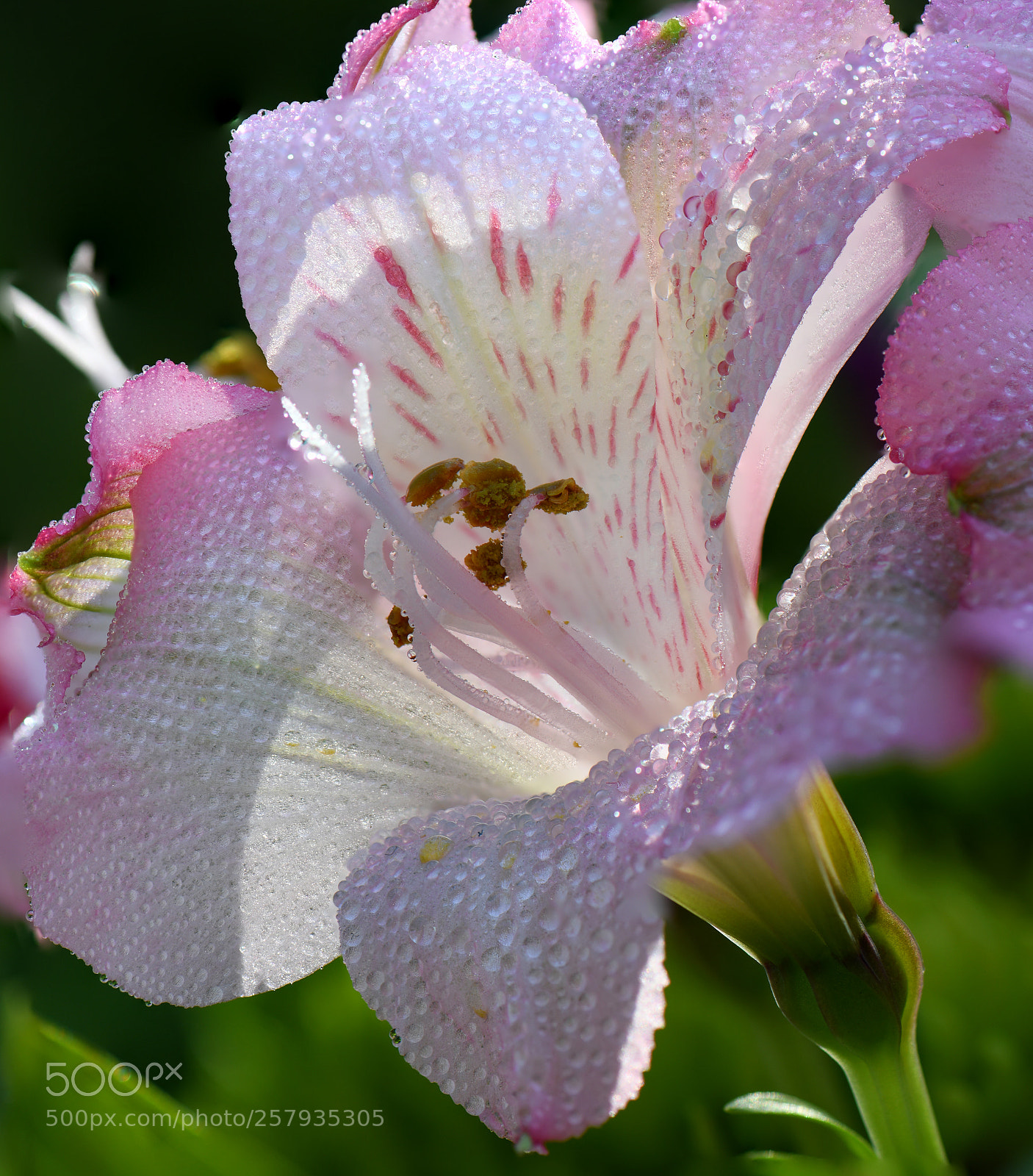 Nikon D850 sample photo. Focus stack test single photography
