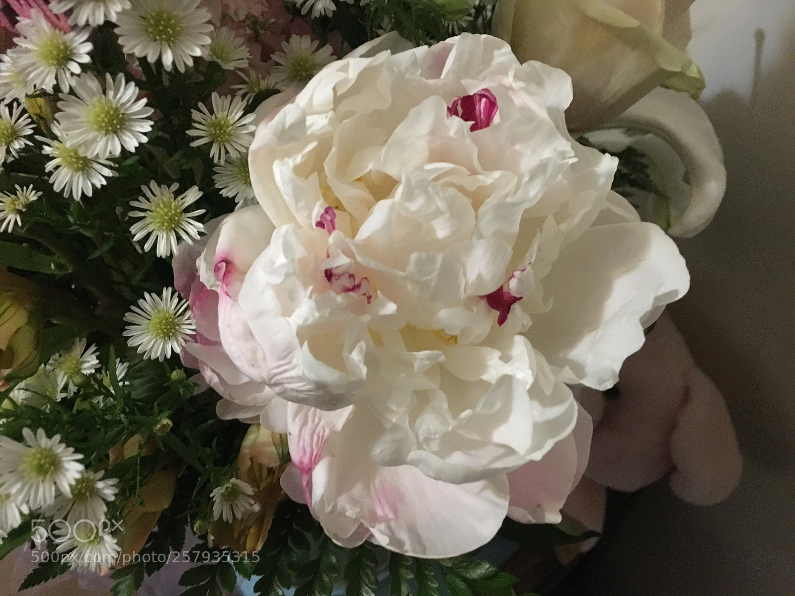 Apple iPhone 6s sample photo. Peony photography
