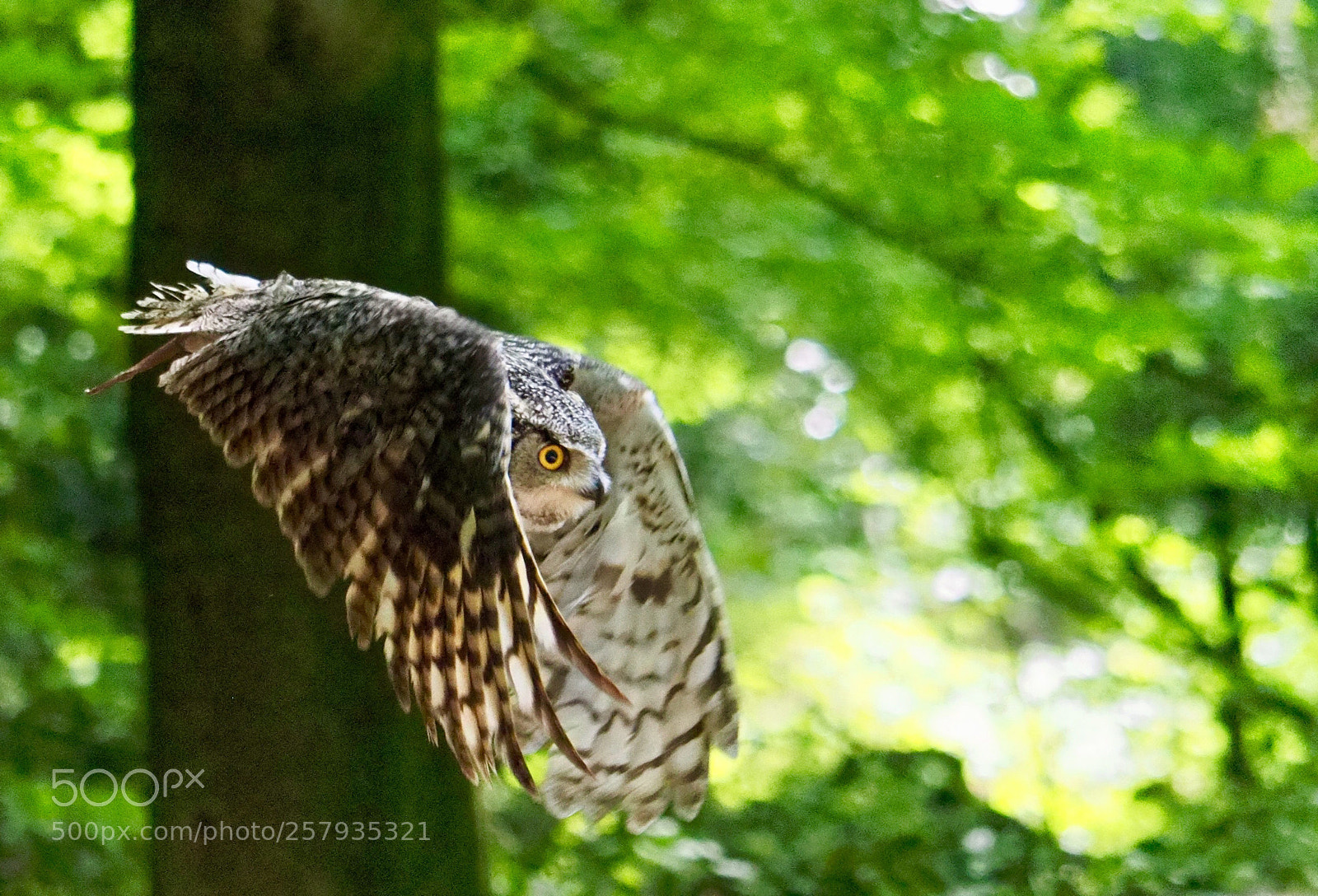 Olympus OM-D E-M1 Mark II sample photo. Fliegende eule photography