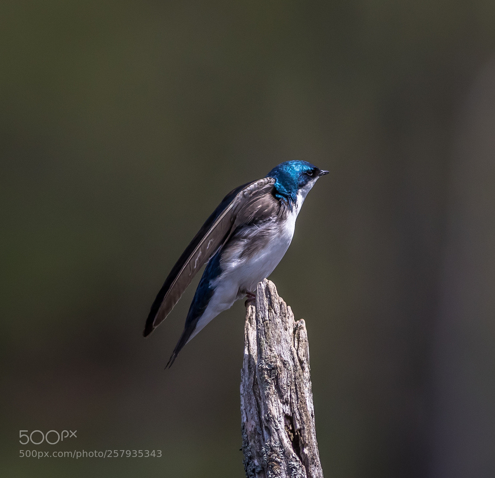 Canon EOS 7D Mark II sample photo. Blue bird photography
