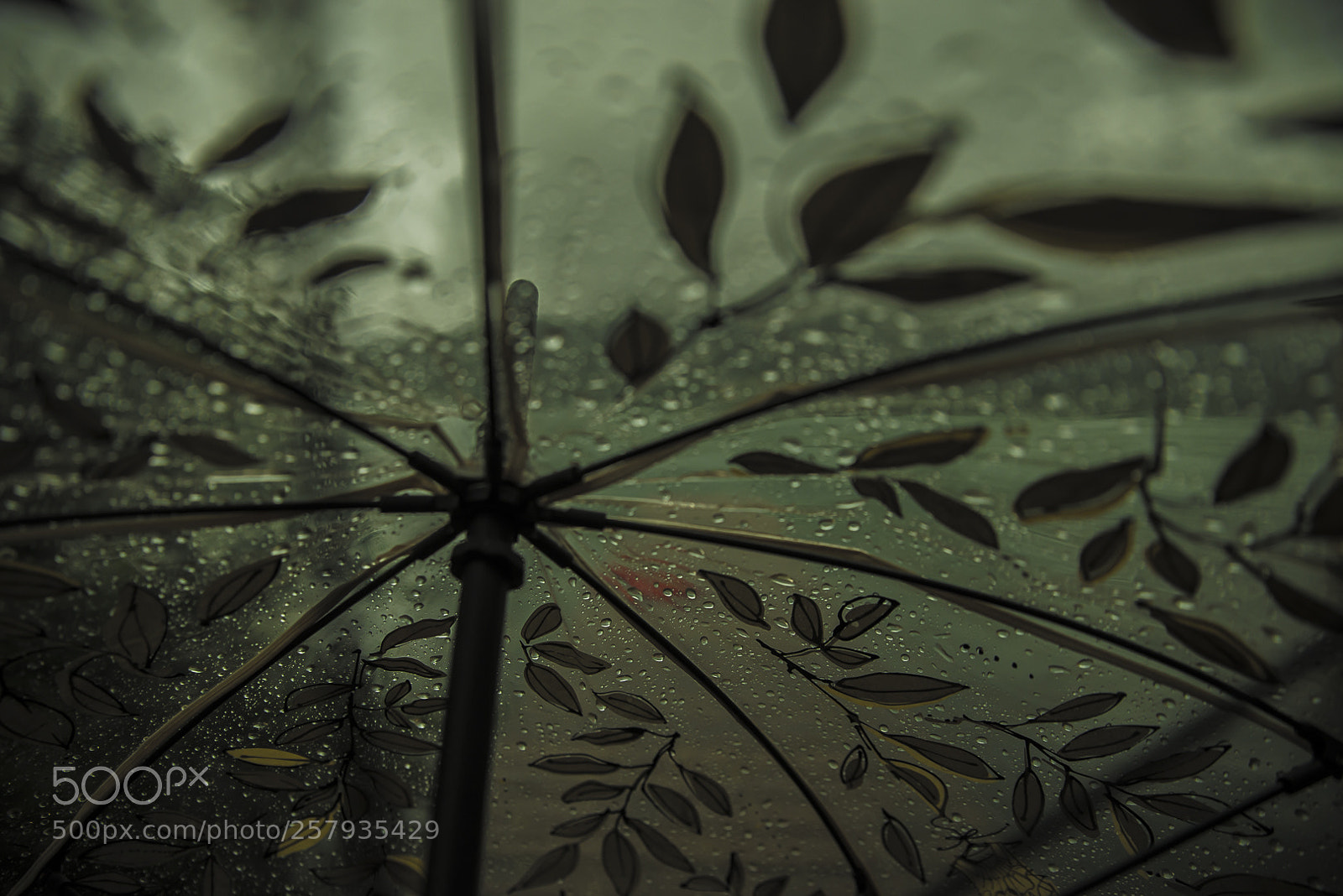 Nikon D610 sample photo. Rainy day at the photography