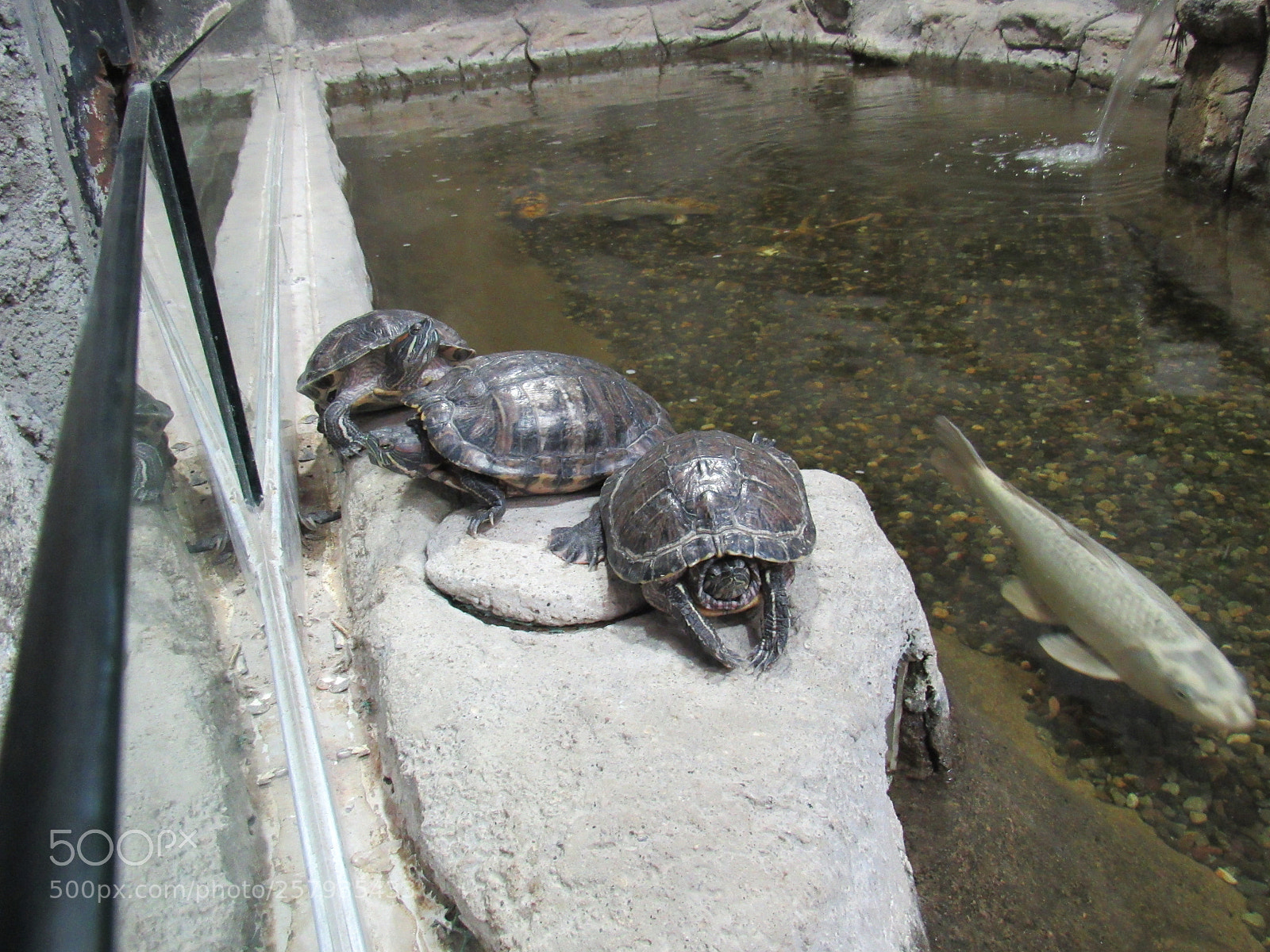 Canon PowerShot SX530 HS sample photo. Tortuguitas photography