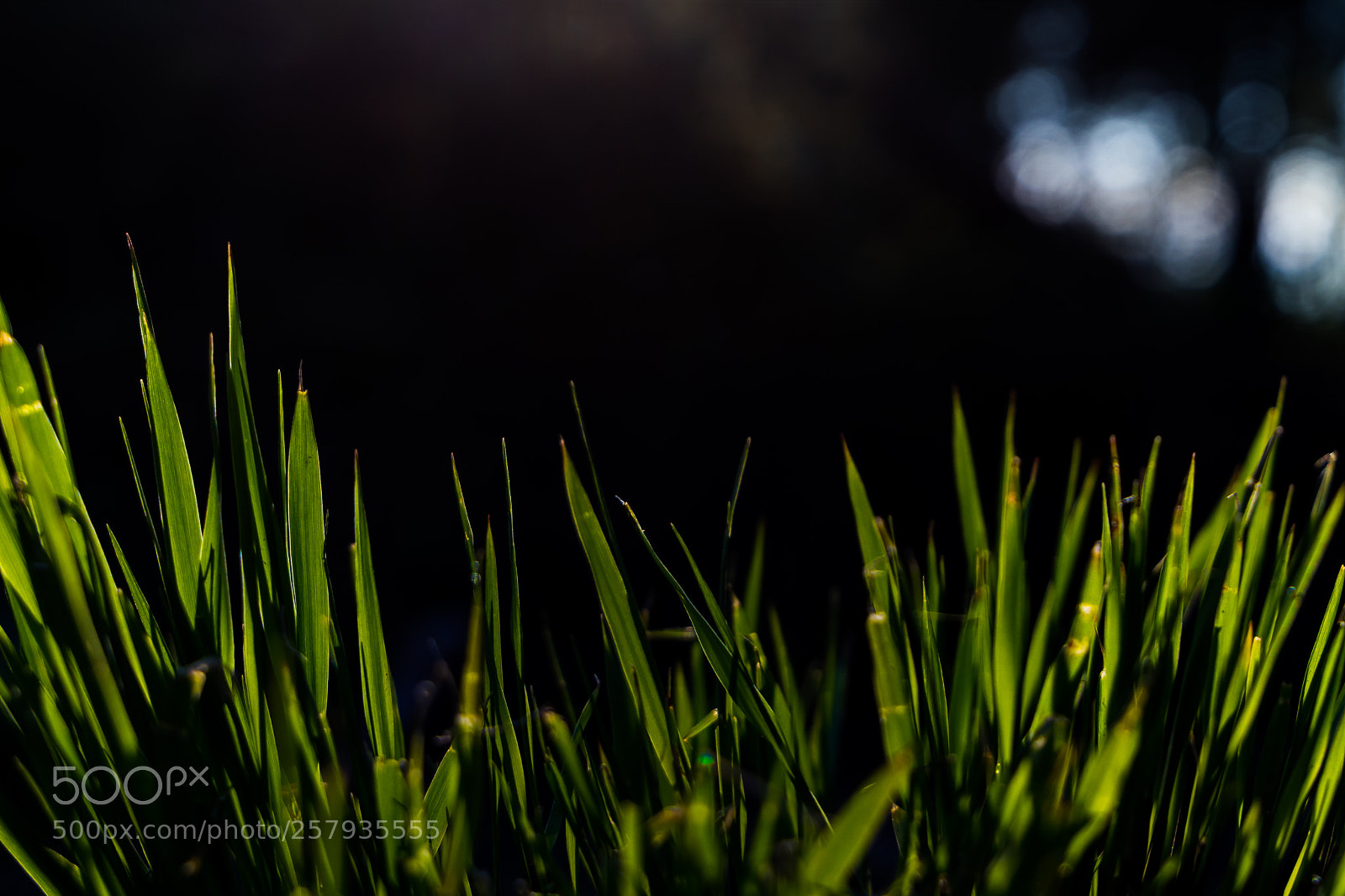 Canon EOS 80D sample photo. Sunlight. life. green. photography