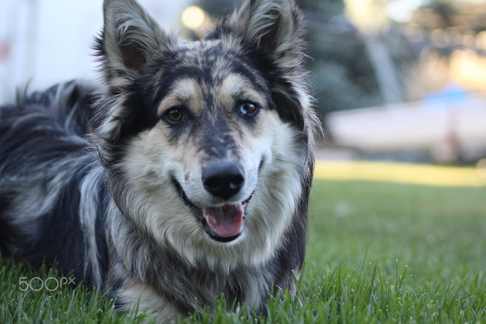Canon EF 75-300mm f/4-5.6 USM sample photo. Australian shepherd photography