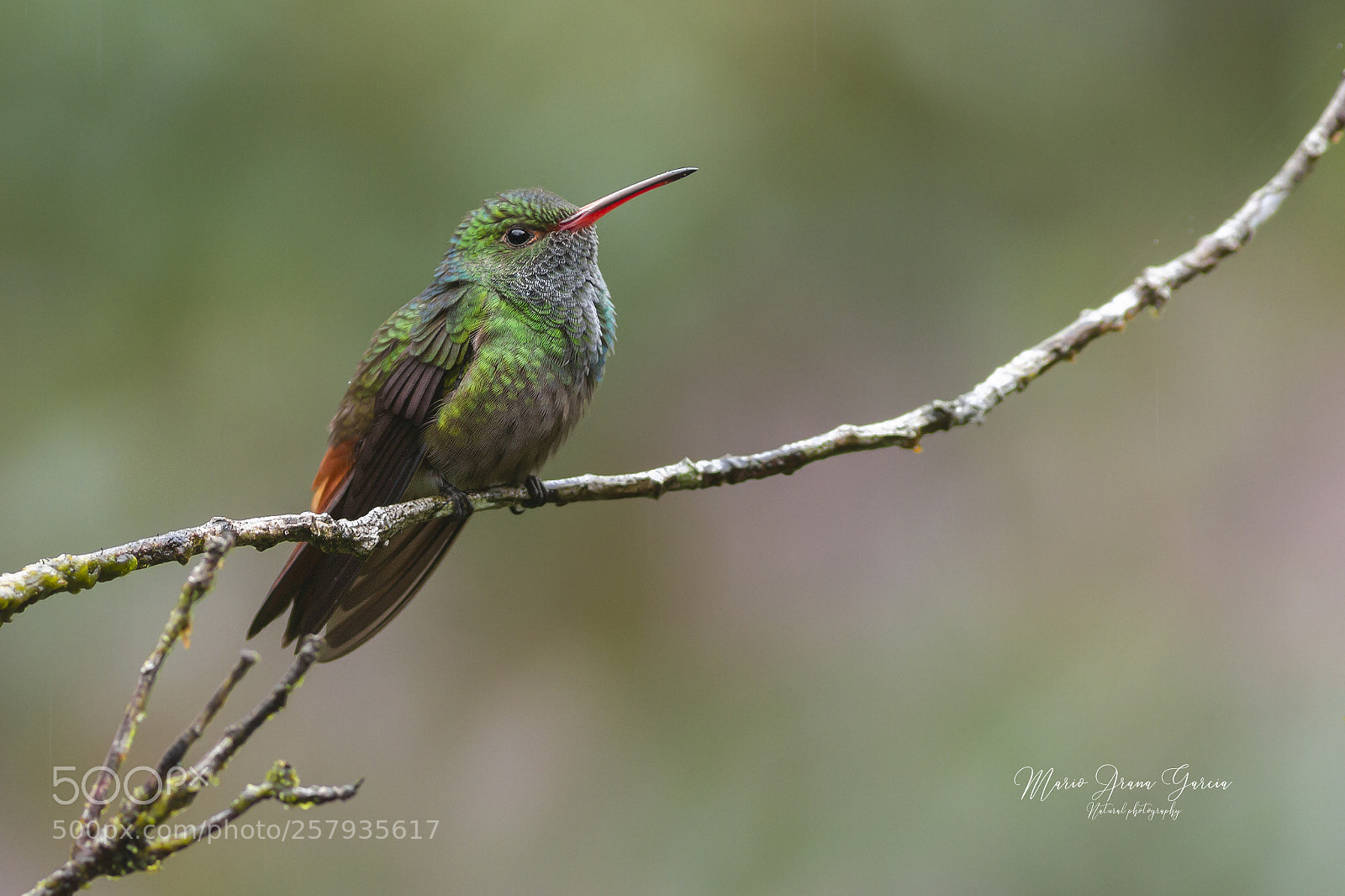 Canon EOS 7D sample photo. Rufous-tailed hummingbird photography