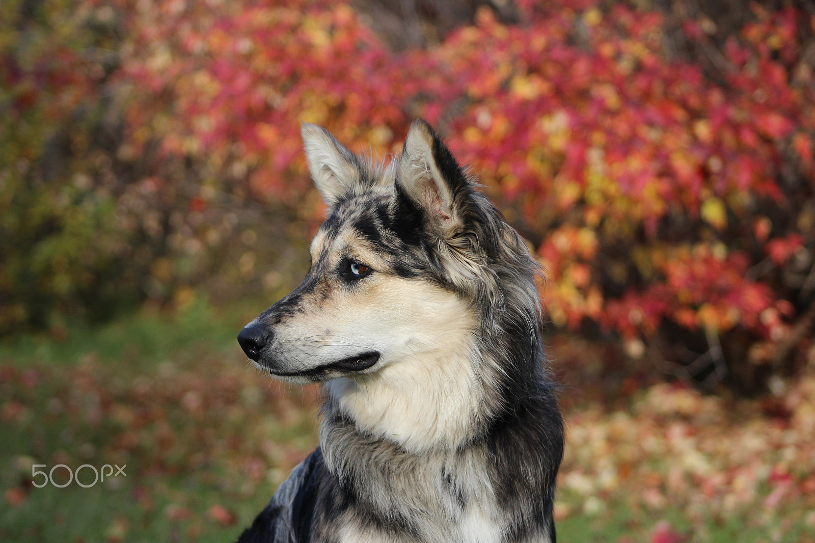 Canon EF 75-300mm f/4-5.6 USM sample photo. Autumn australian shepherd photography