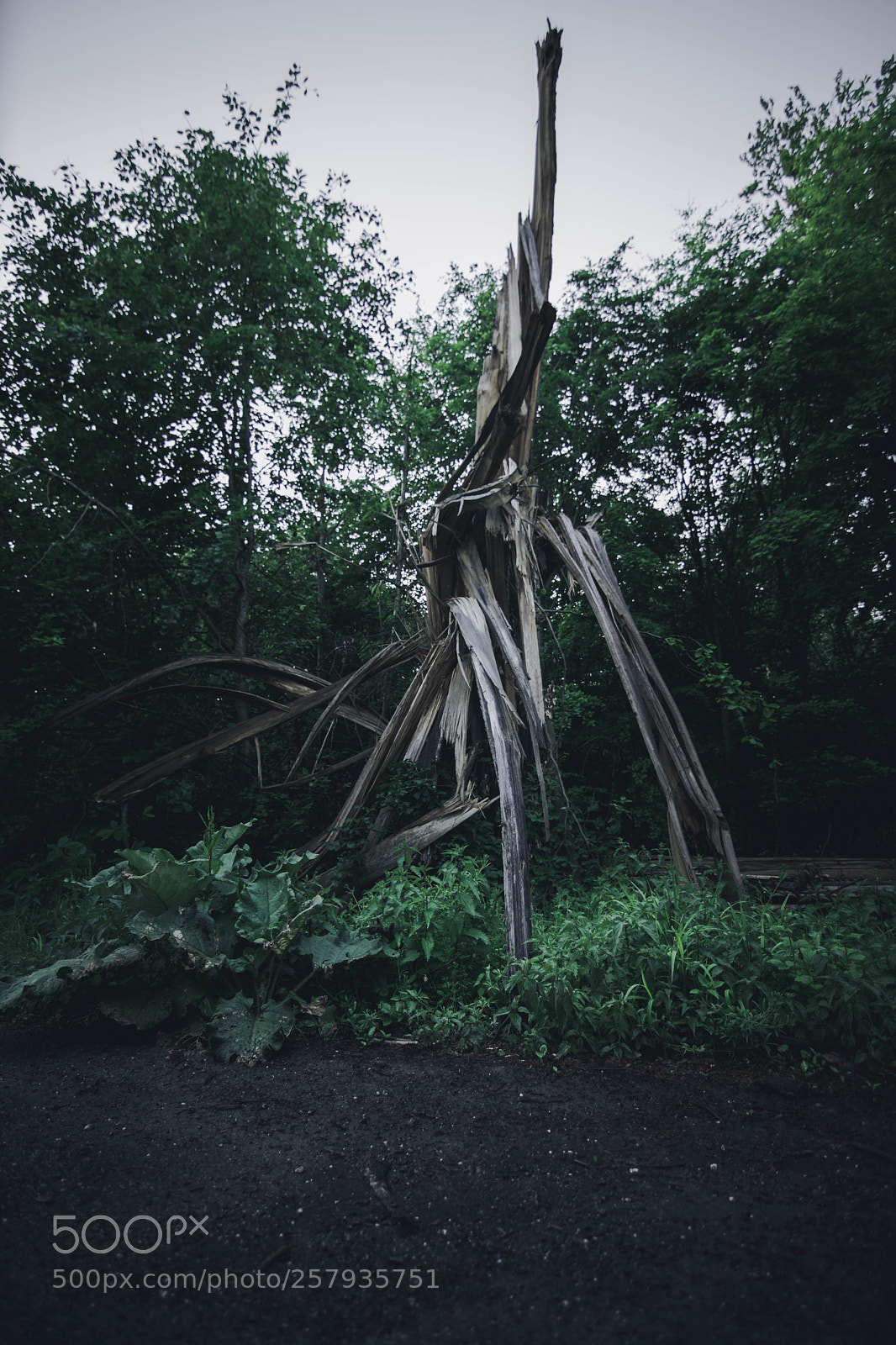 Nikon D3300 sample photo. Frazzled.tree photography
