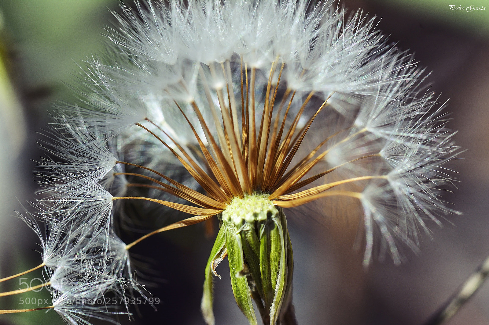 Nikon D7100 sample photo. Dandelion photography