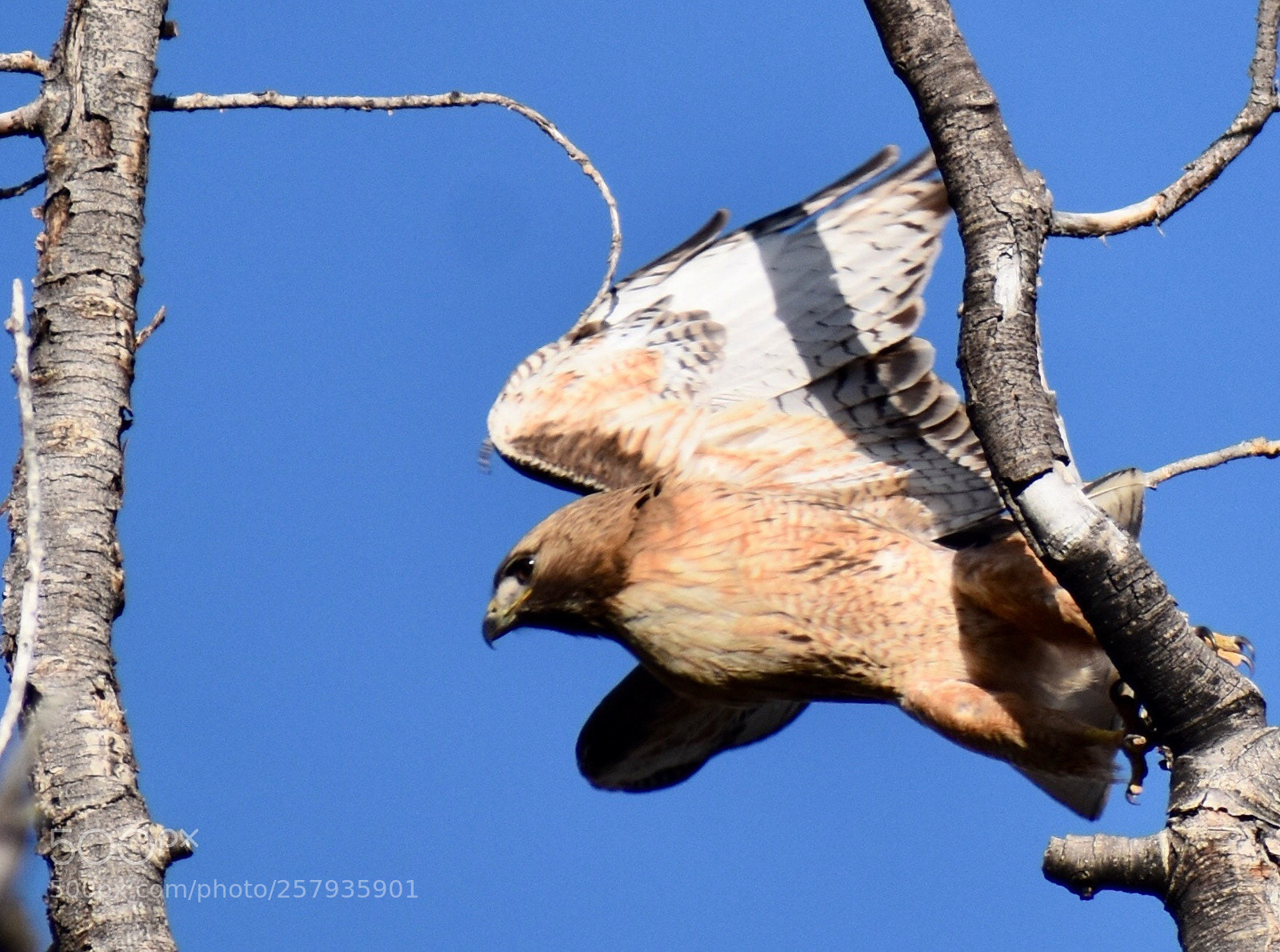 Nikon D3400 sample photo. Hawk eye photography
