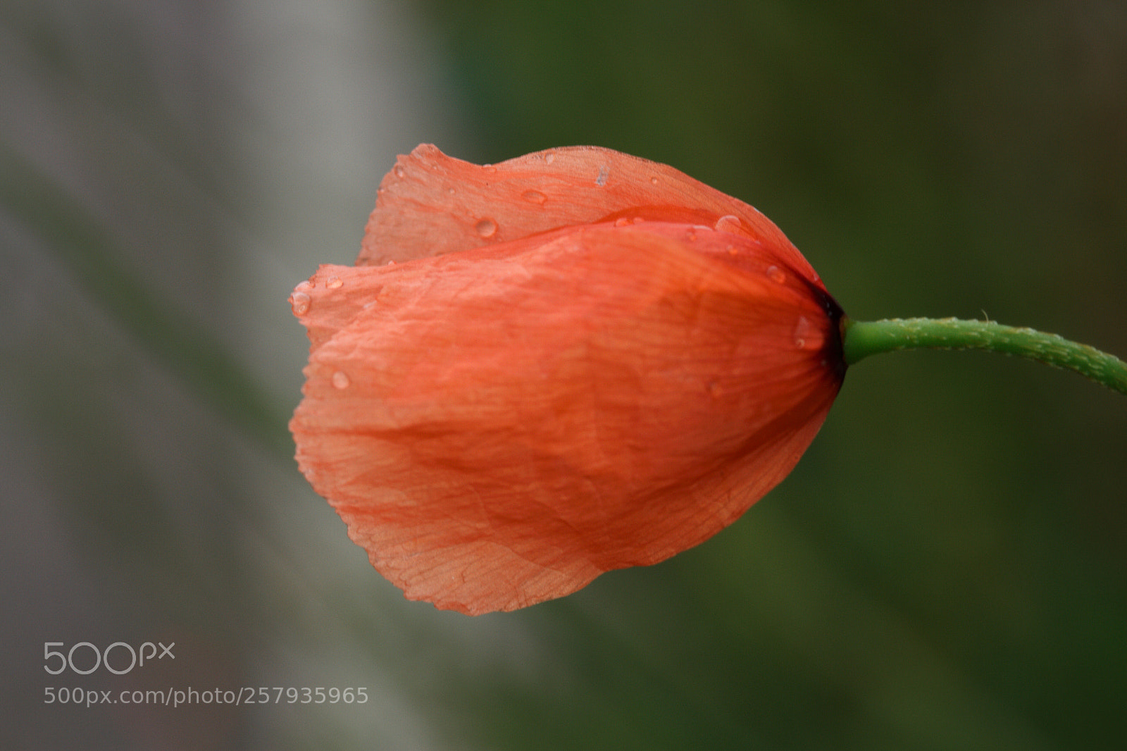 Canon EOS 7D sample photo. Untitled photography