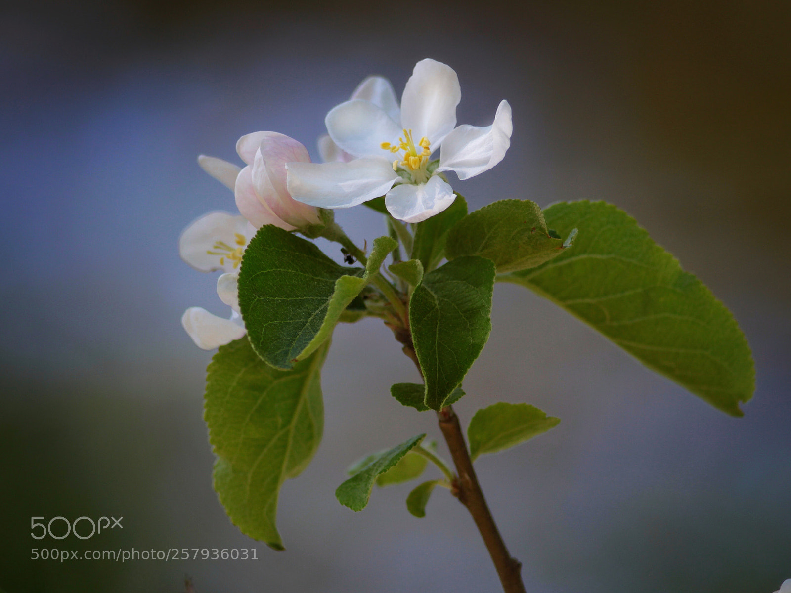Canon EOS 50D sample photo. Appleblossom photography