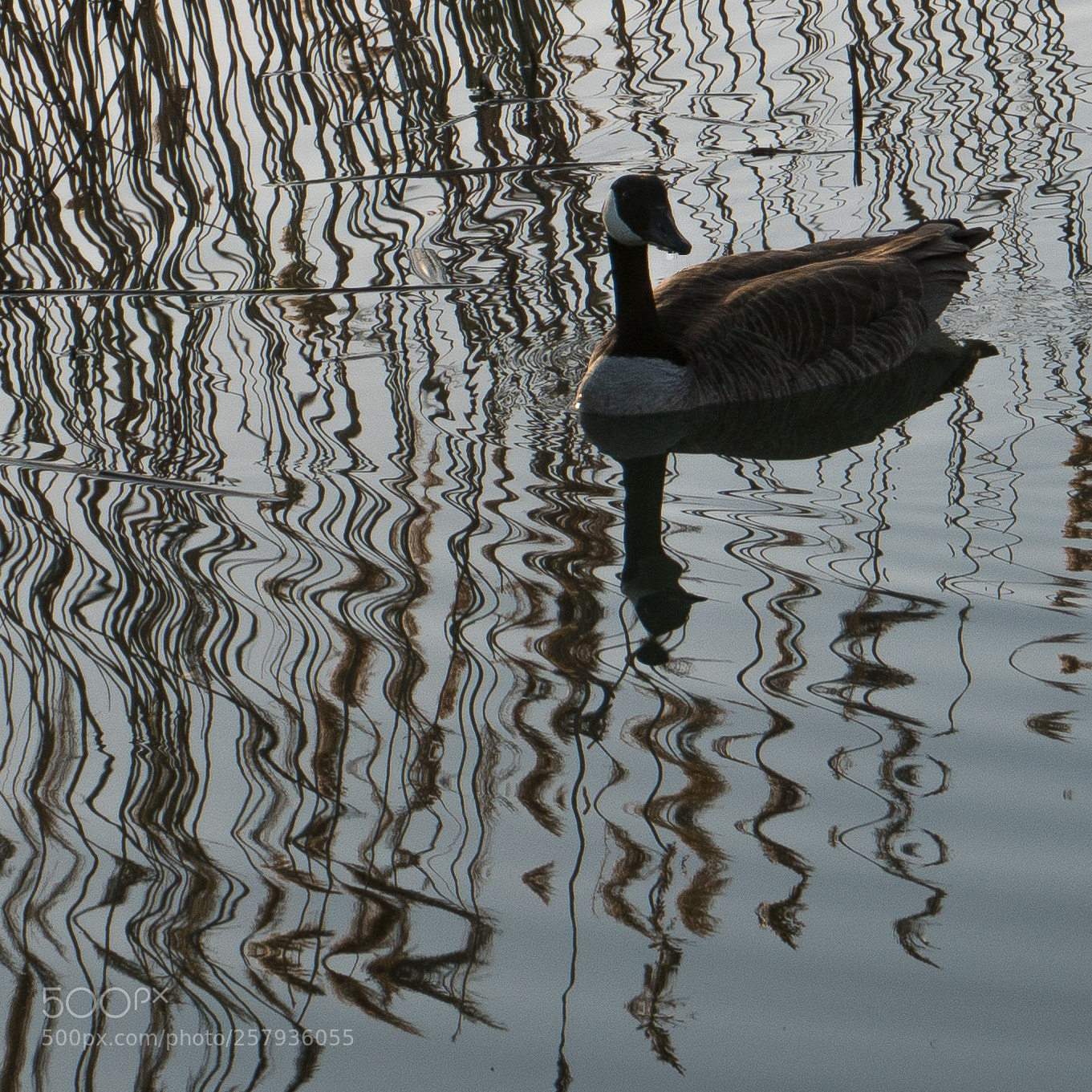 Sony a6300 sample photo. _drg0739-2.jpg photography