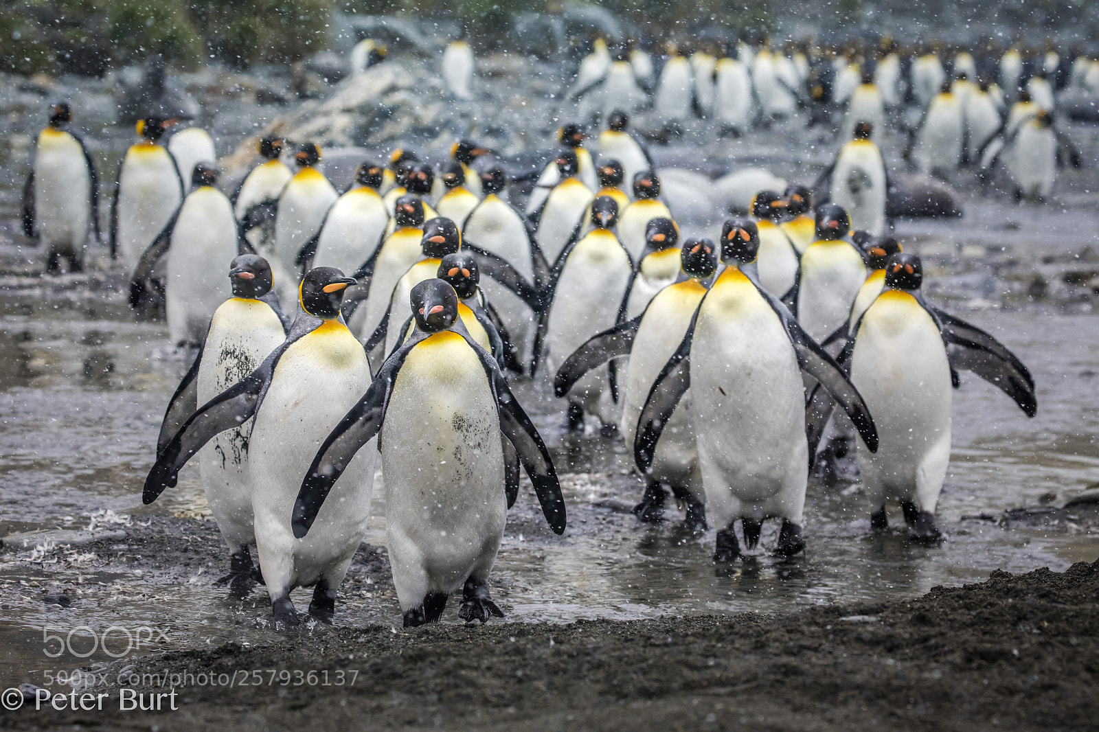 Canon EOS 5DS R sample photo. Penguin cavalcade photography