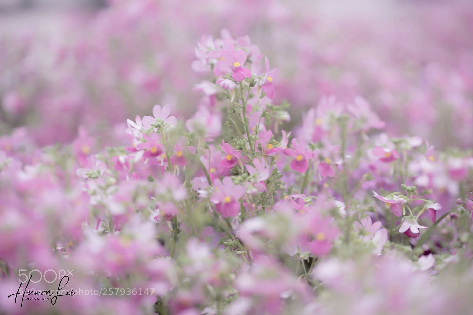 Canon EOS 6D sample photo. ιи ∂яєαмѕ photography