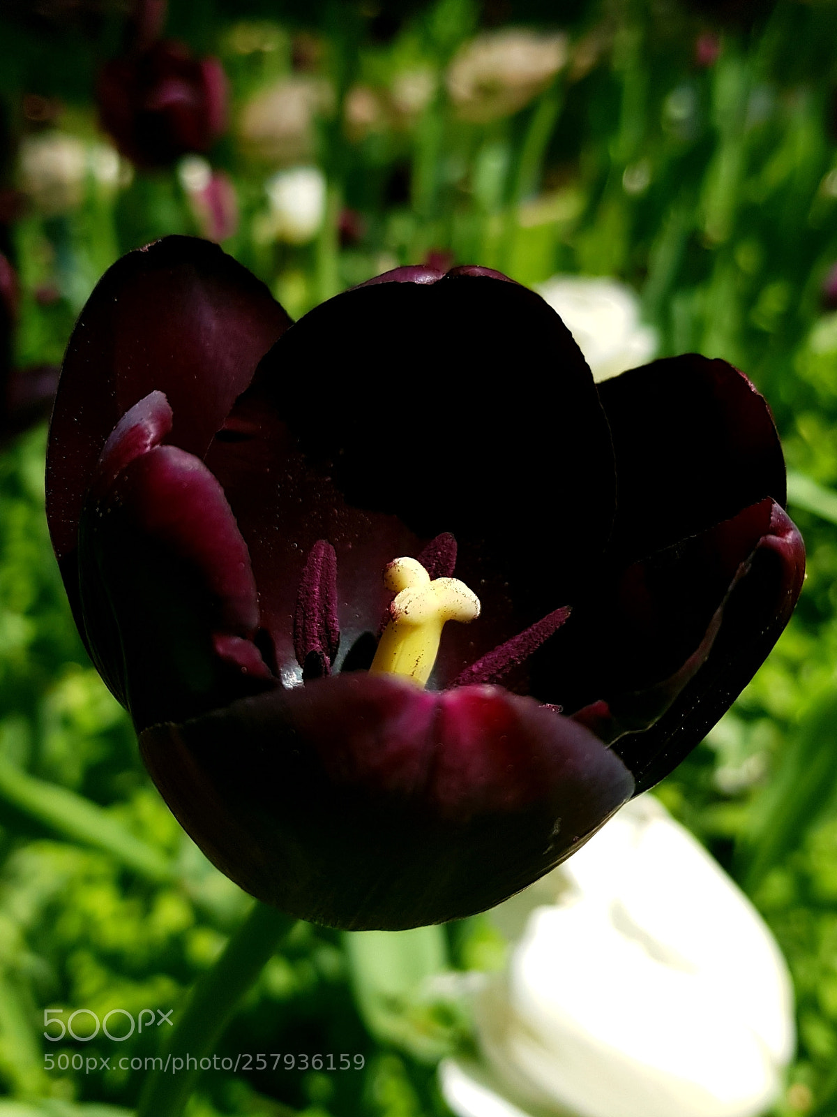Samsung Galaxy S8 sample photo. Tulip photography