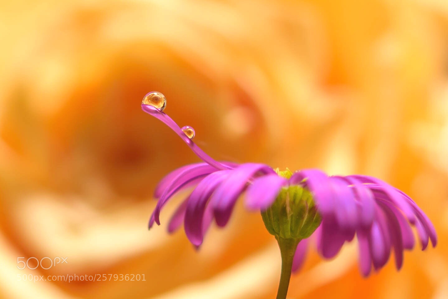 Nikon D750 sample photo. Drops photography