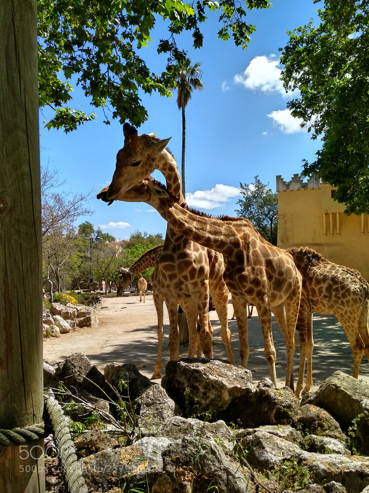Xiaomi Redmi 4X sample photo. Entrelaçados photography