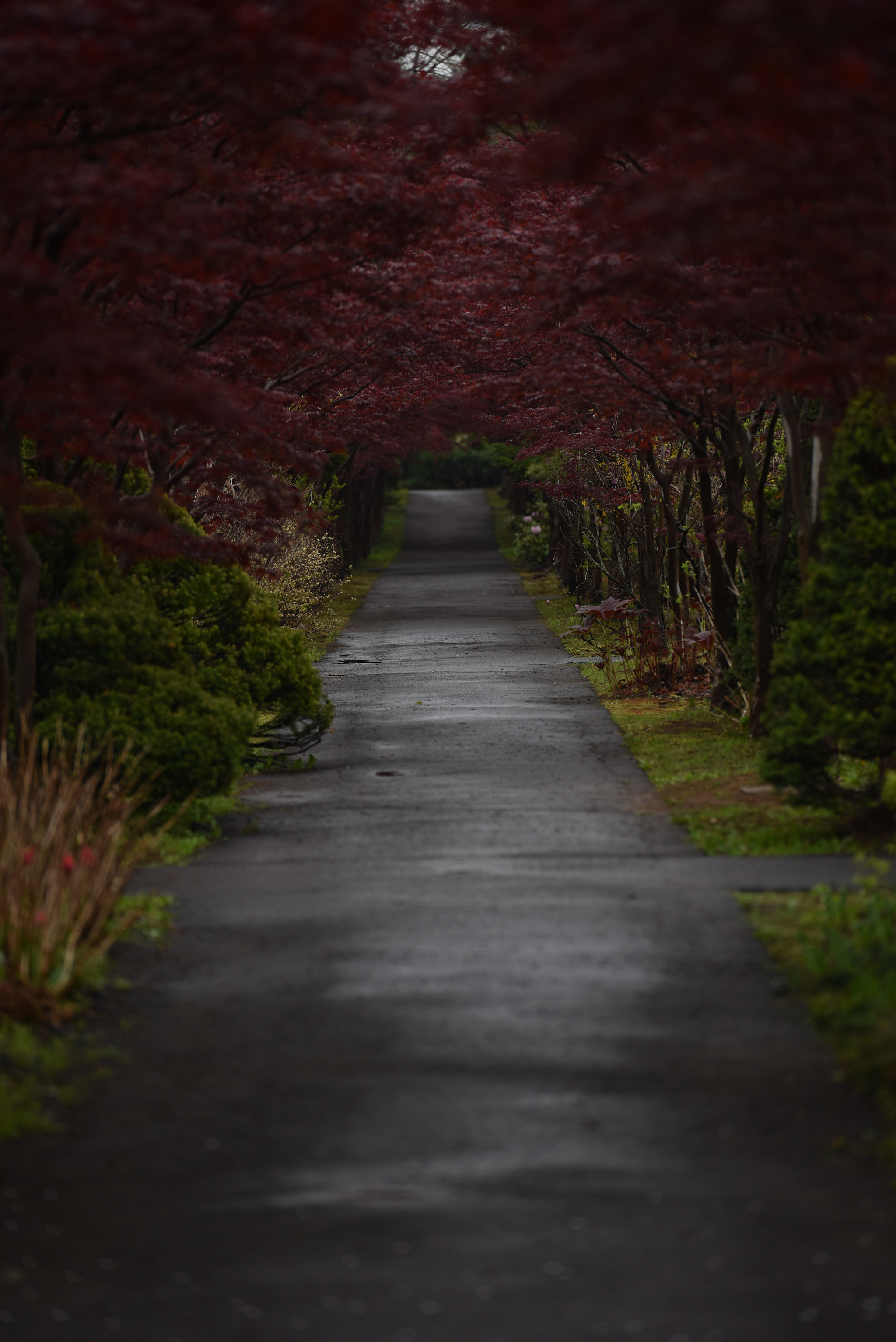 Nikon AF-S Nikkor 70-200mm F2.8G ED VR II sample photo. Wet tunnel photography