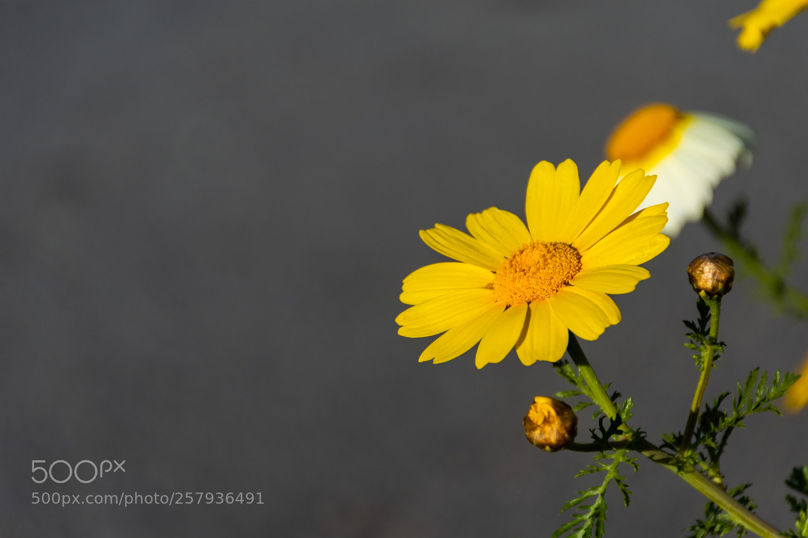 Nikon D5600 sample photo. Daisy photography