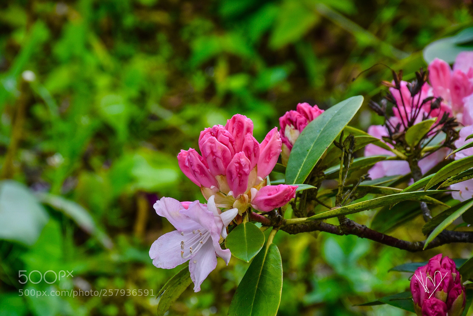 Nikon D5600 sample photo. Red plant  photography