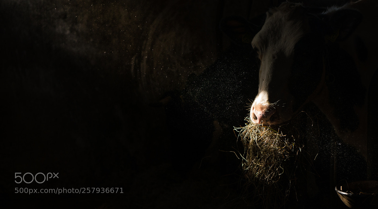 Panasonic Lumix DMC-G7 sample photo. Cow photography