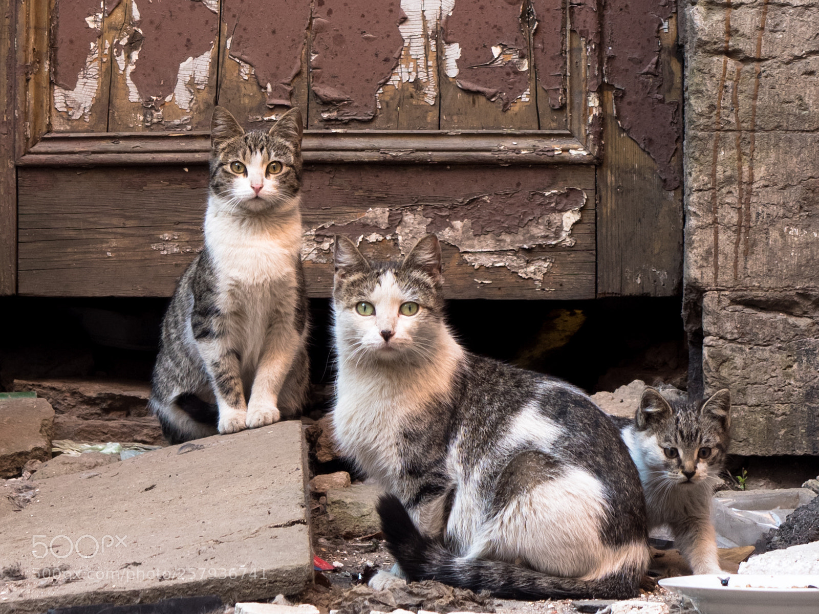 Olympus OM-D E-M5 II sample photo. Cats of st. petersburg photography