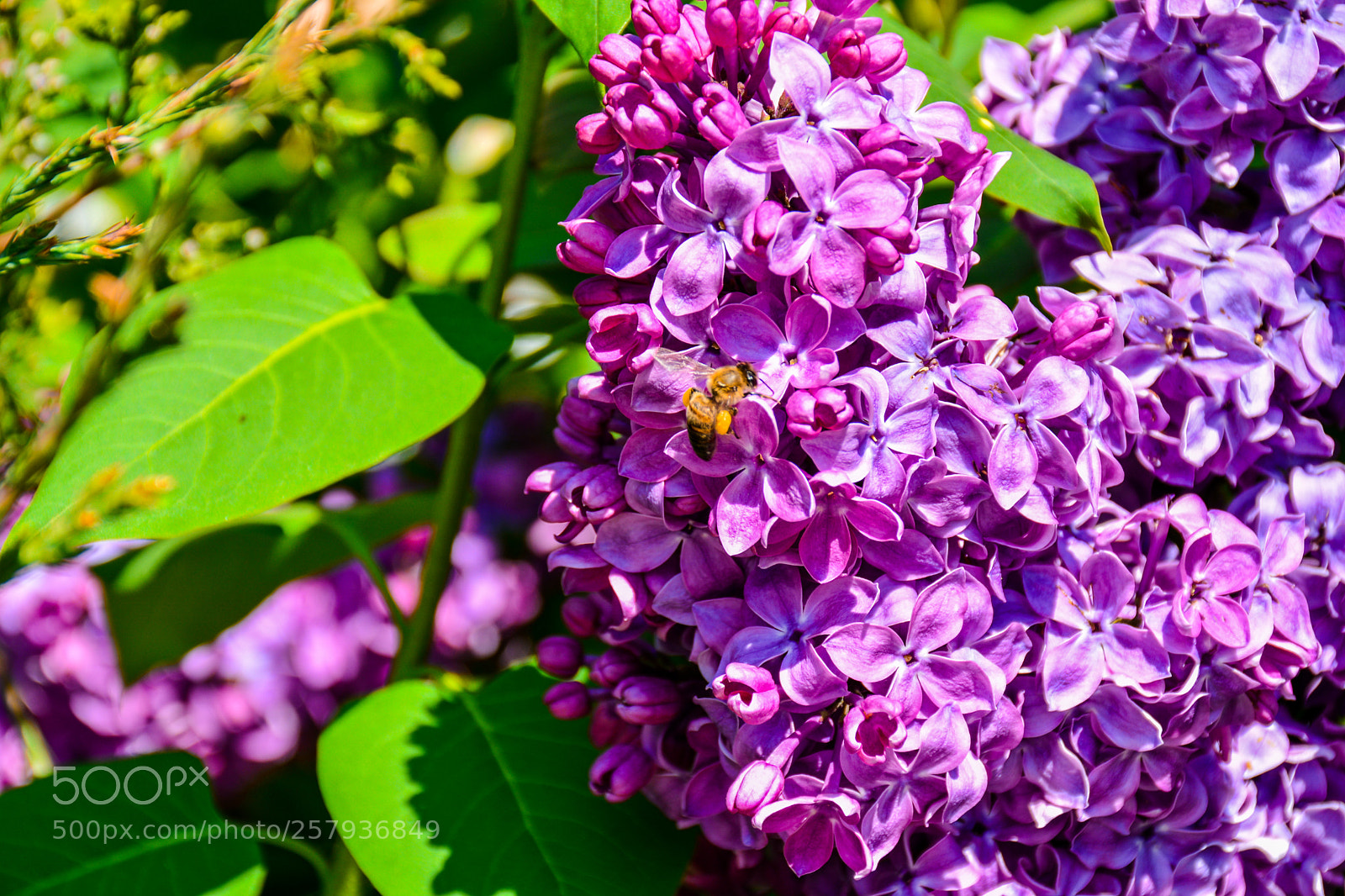 Nikon D5200 sample photo. майская пчела photography