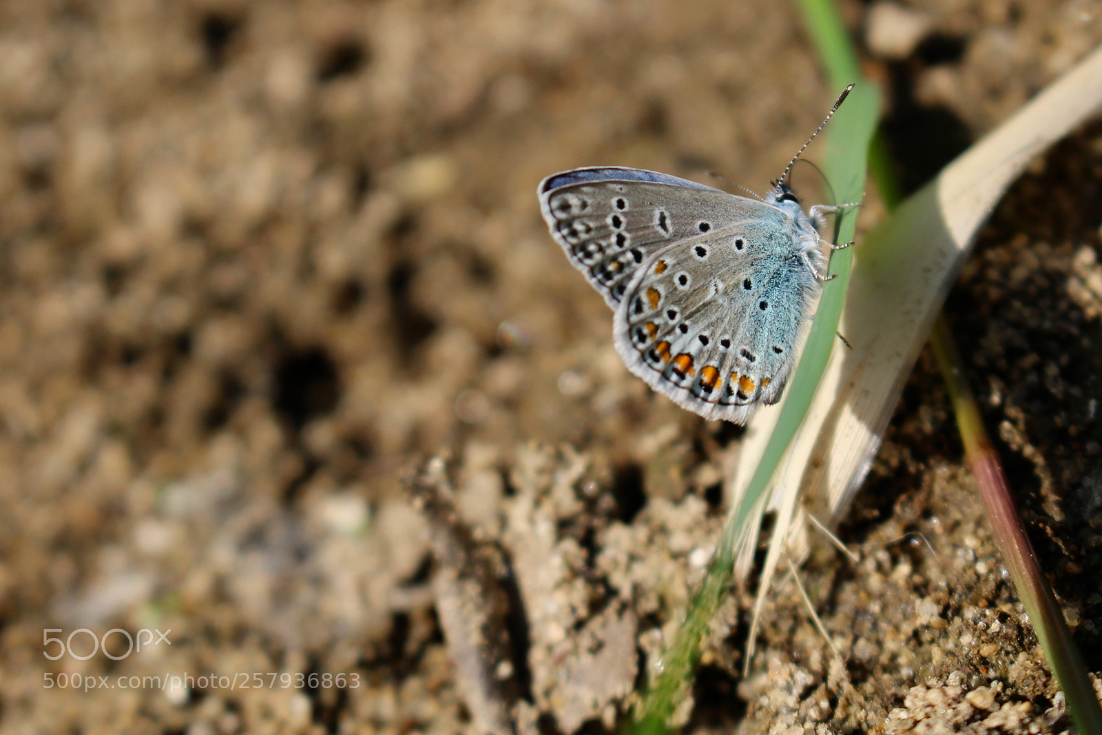 Canon EOS 100D (EOS Rebel SL1 / EOS Kiss X7) sample photo. Papillon photography