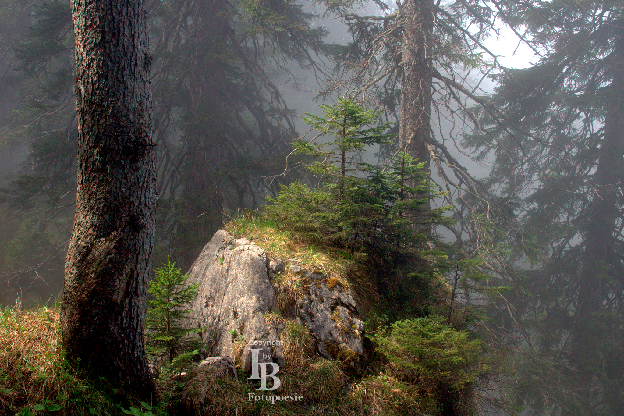 Sony Alpha DSLR-A450 sample photo. Fairytale forest photography