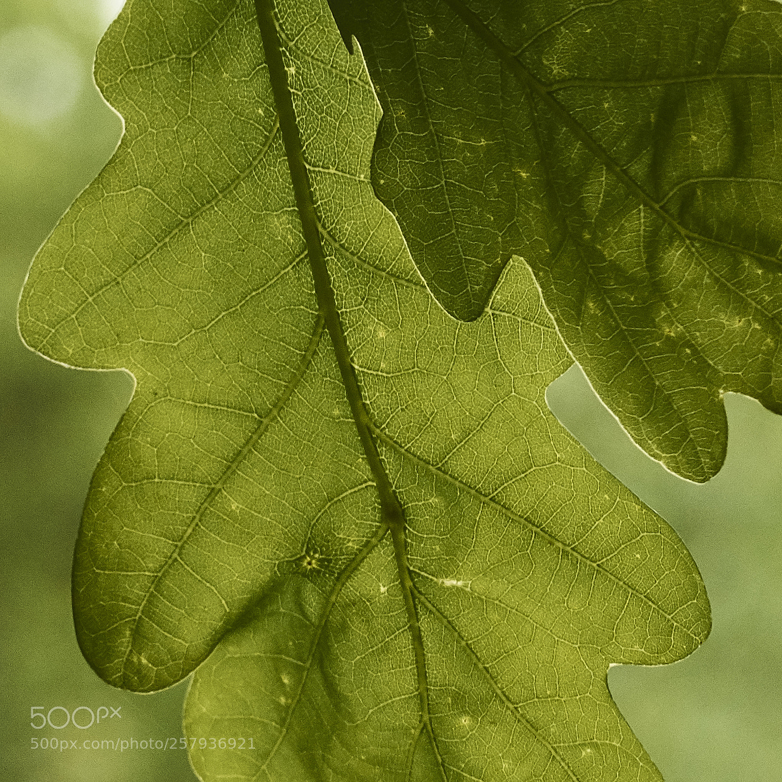 Nikon D7200 sample photo. Leaf light photography