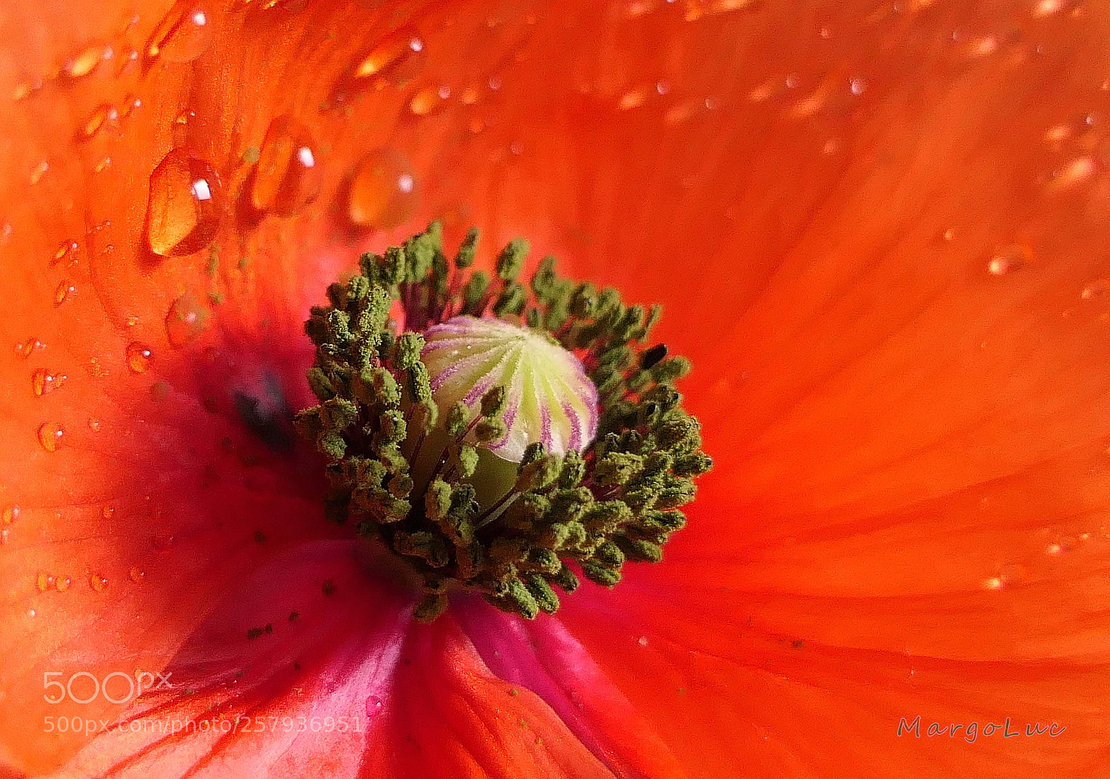 Panasonic Lumix DMC-FZ2500 (Lumix DMC-FZ2000) sample photo. The heart of poppy ... photography