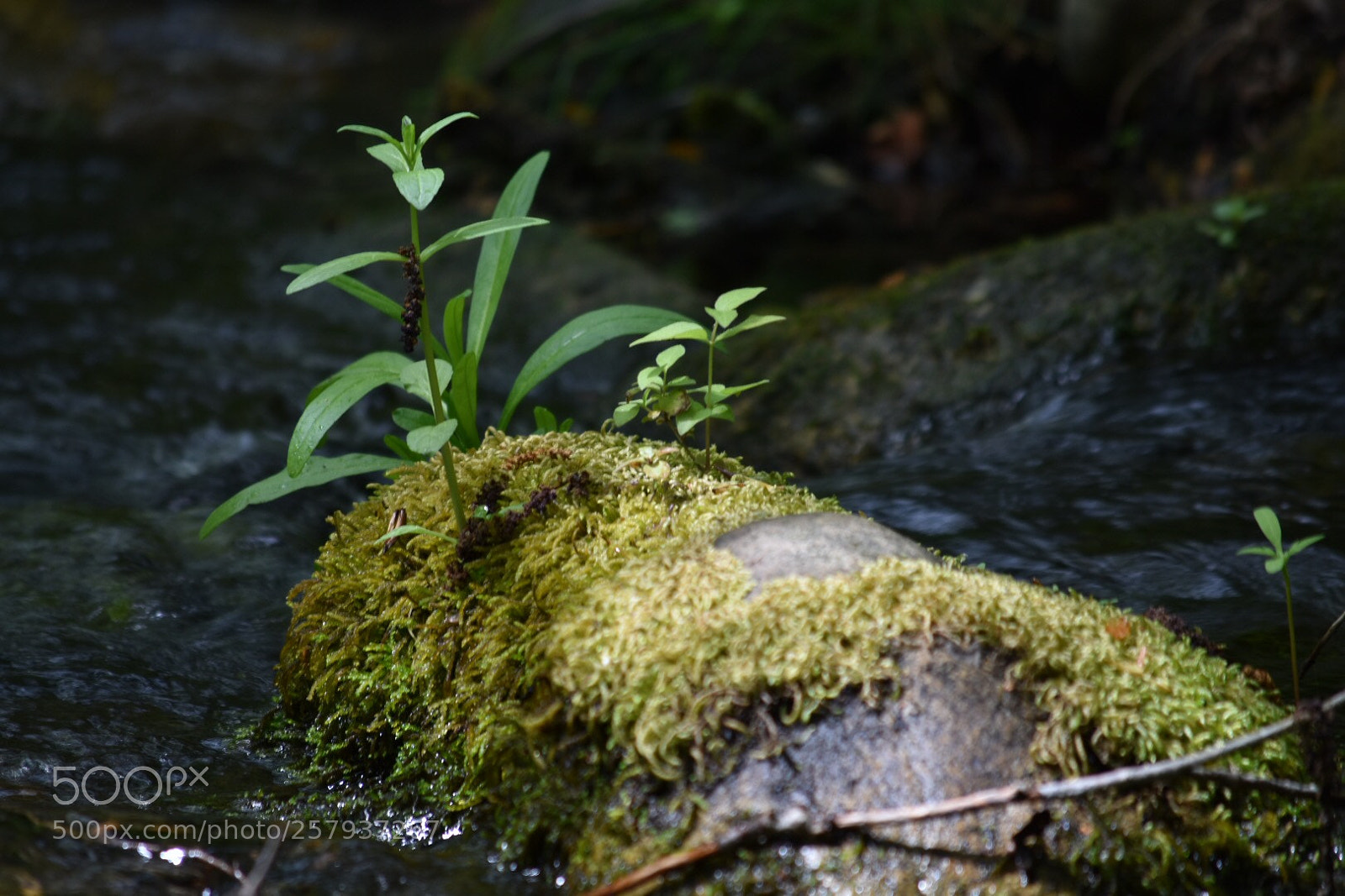 Nikon D3400 sample photo. Untitled photography