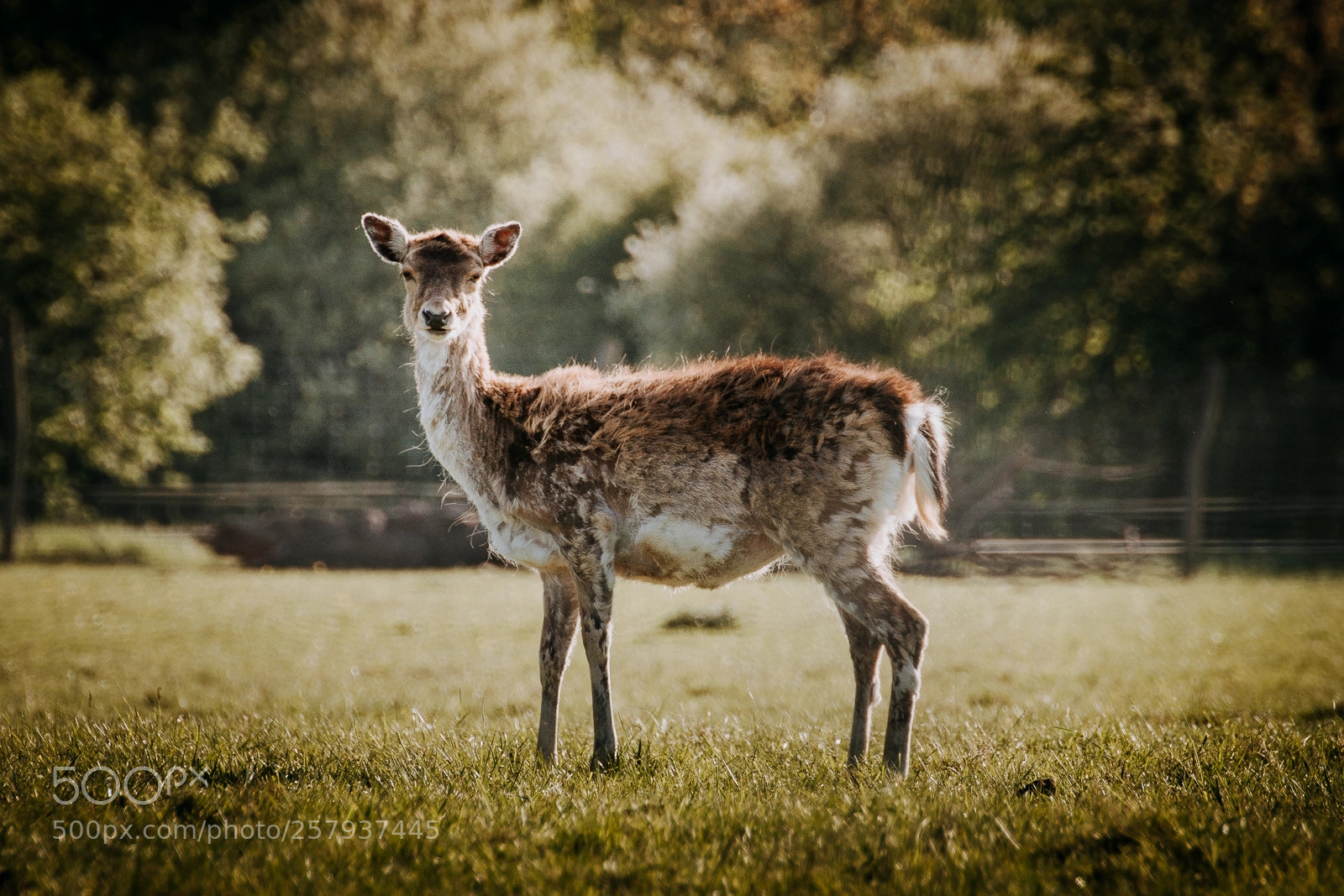 Canon EOS 600D (Rebel EOS T3i / EOS Kiss X5) sample photo. Deer photography