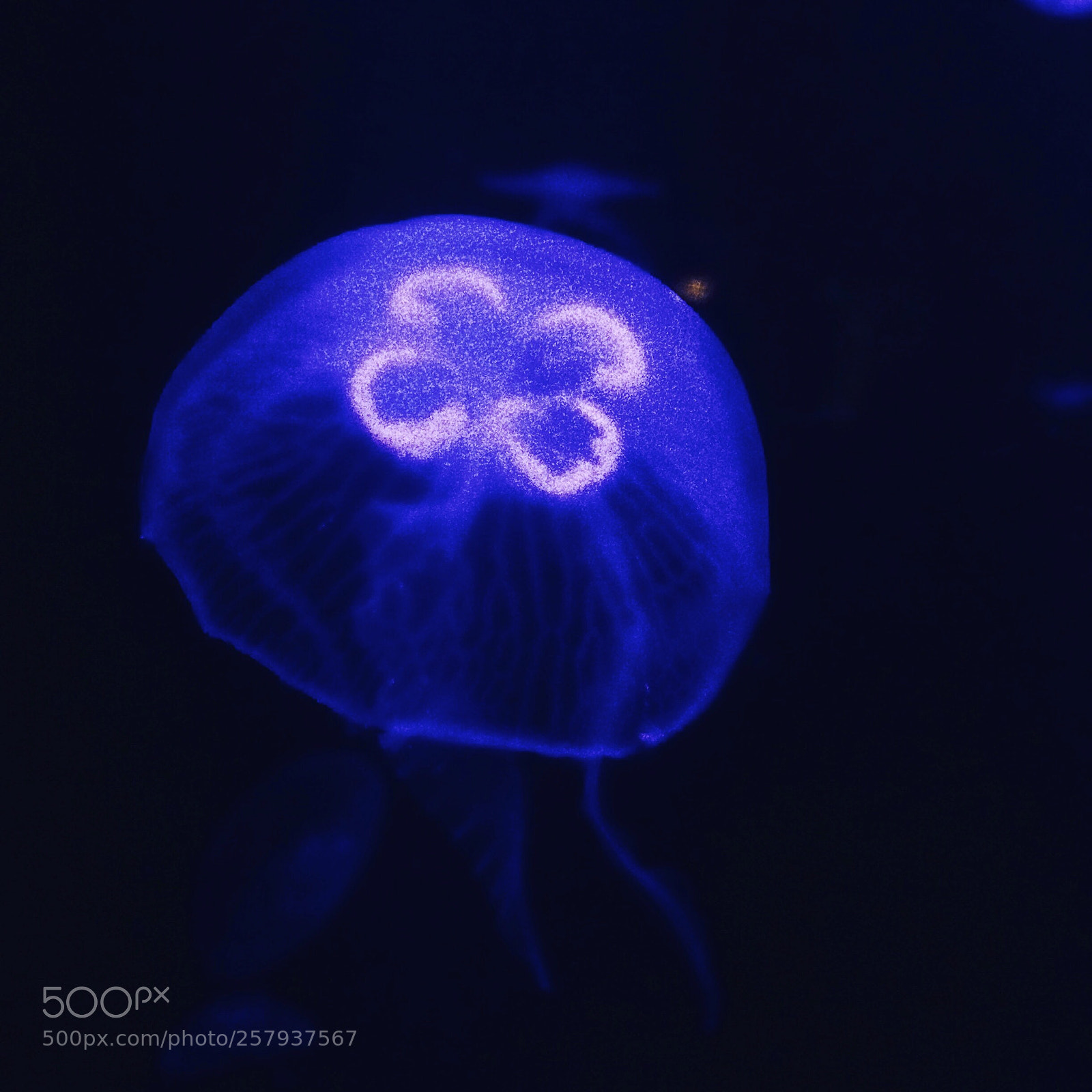 Apple iPhone 5s sample photo. Jellyfish  photography