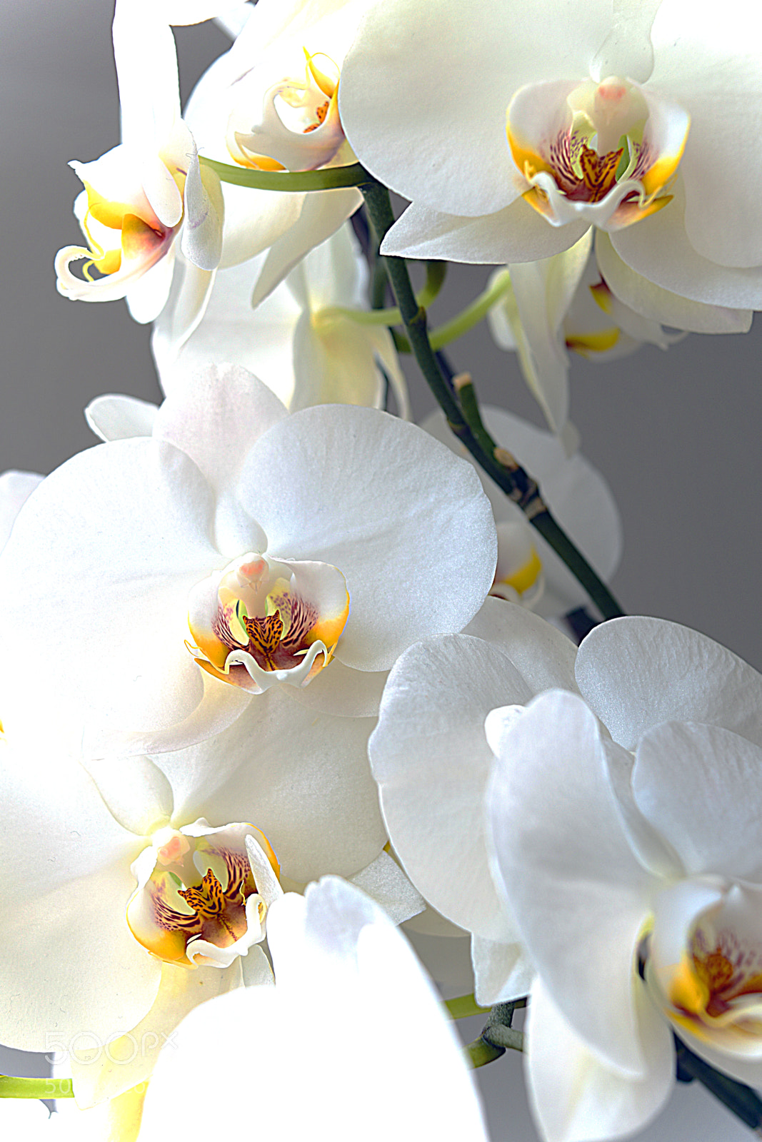 Nikon D5300 sample photo. Phalaenopsis  orchid photography