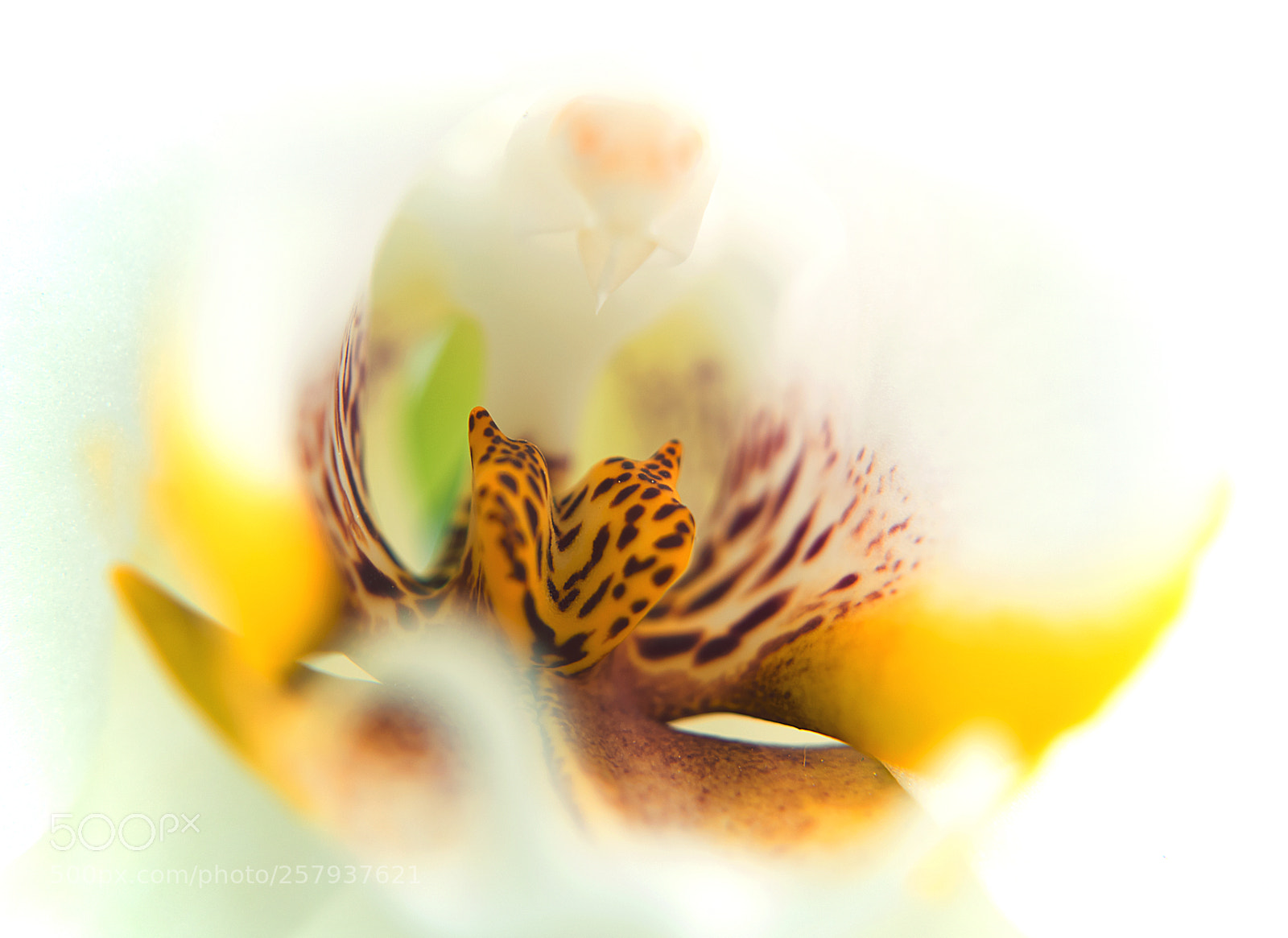 Nikon D5300 sample photo. Phalaenopsis photography