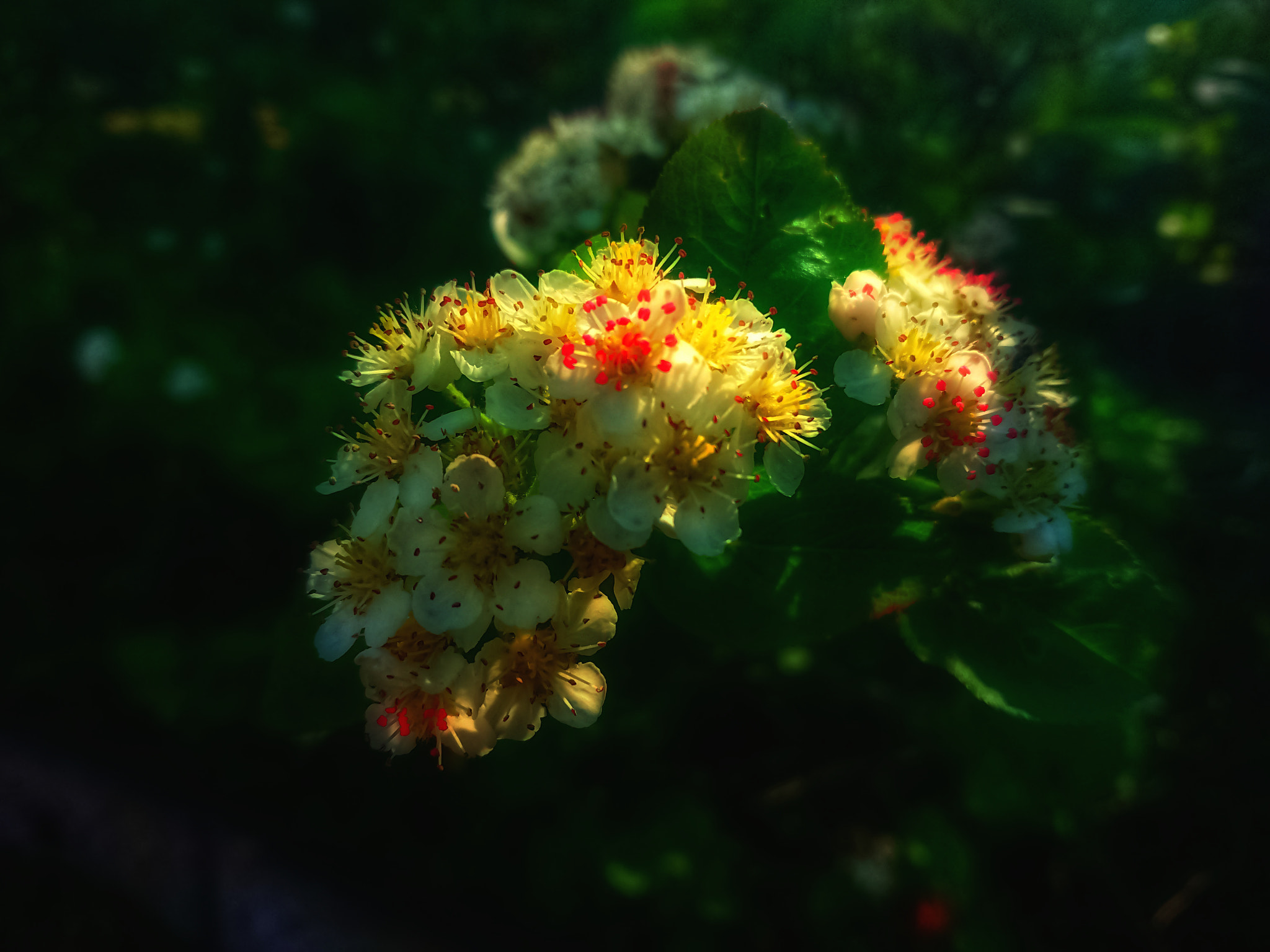 Sony Xperia XZ Premium sample photo. Цветы. photography