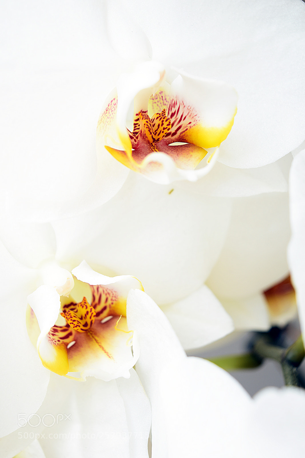 Nikon D5300 sample photo. Orchids photography